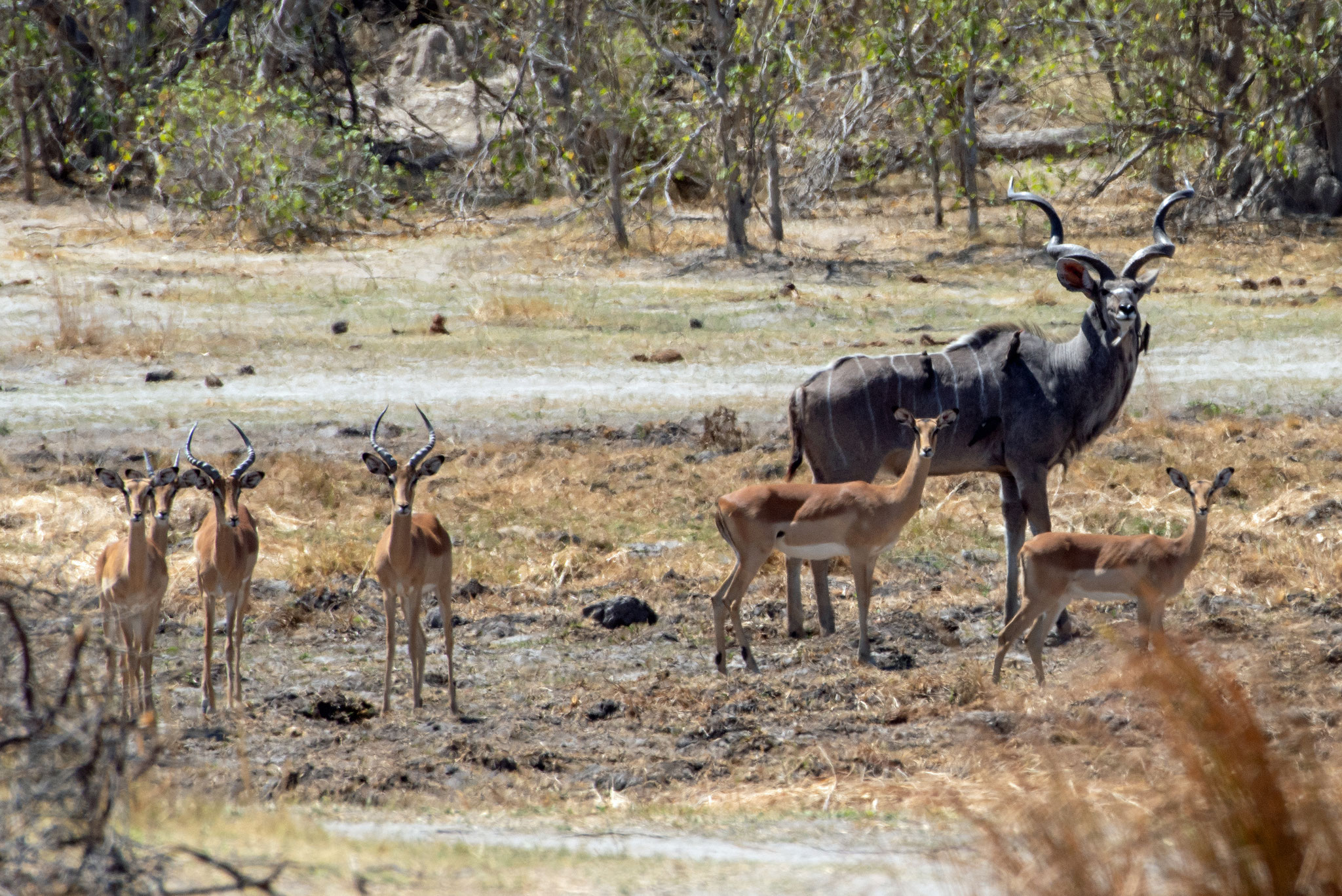 Große Kudu Antilope und ein paar Springböcke