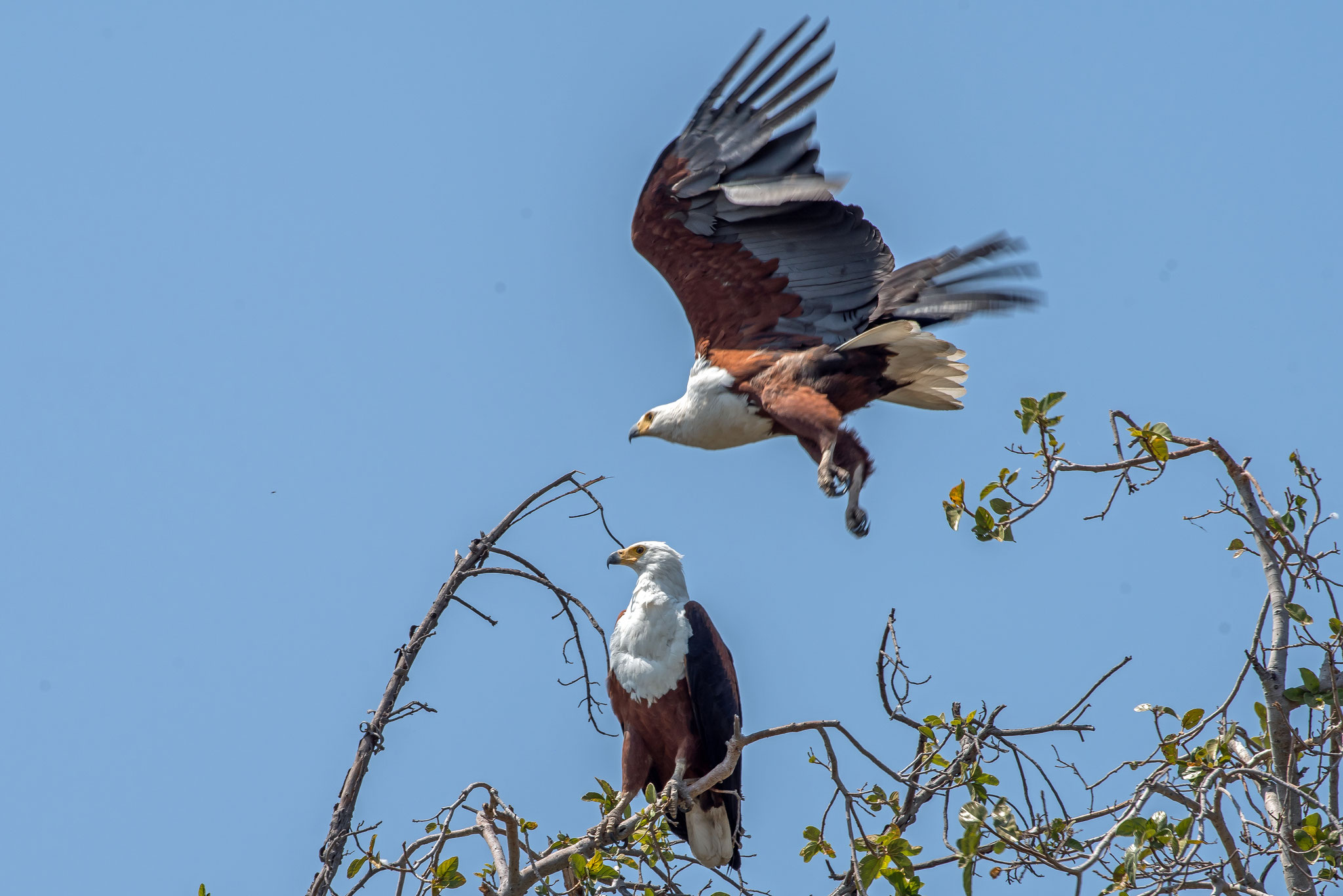 Schreiseeadler