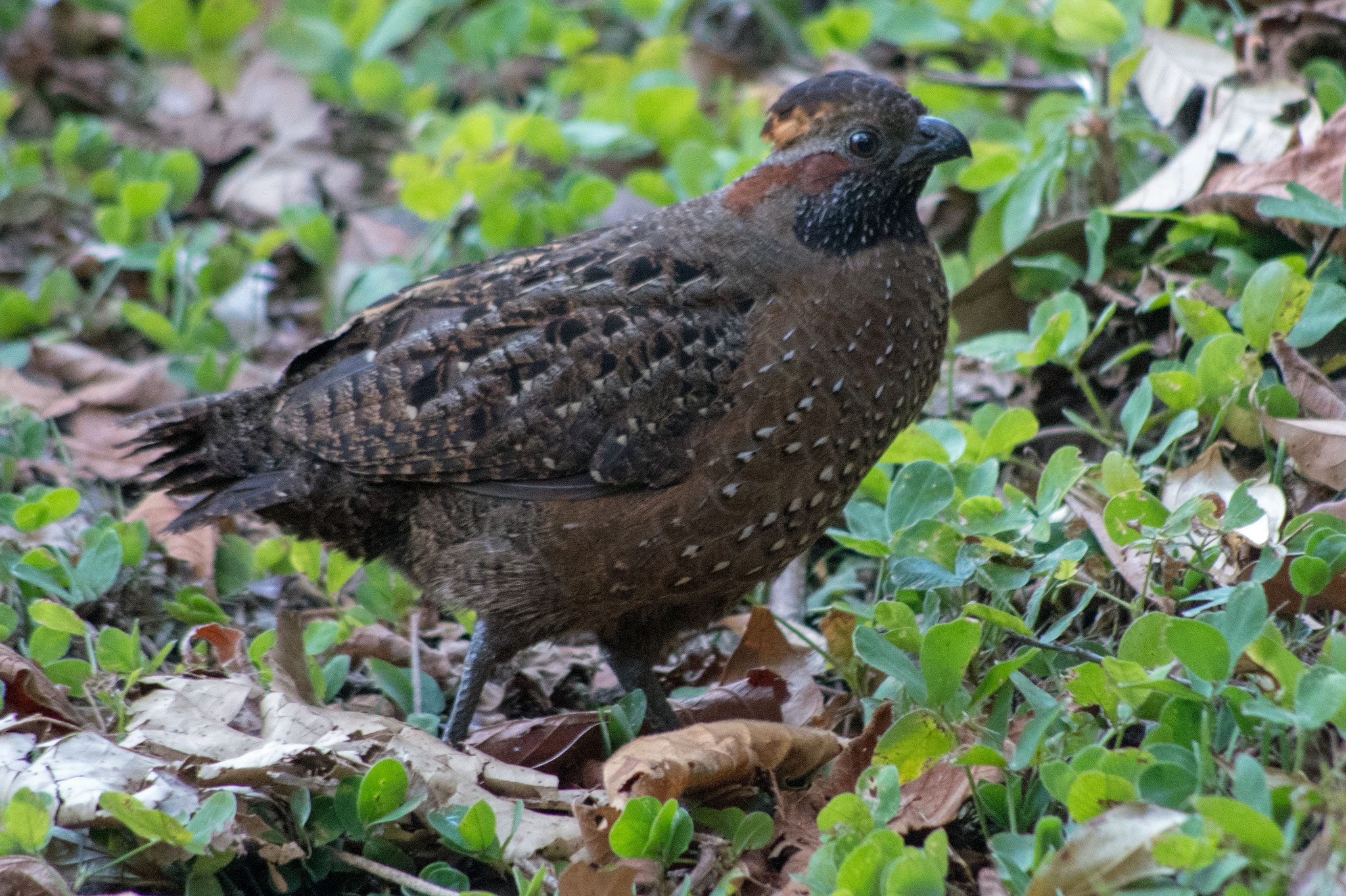 Wachtel (Spotted Wood-quail)