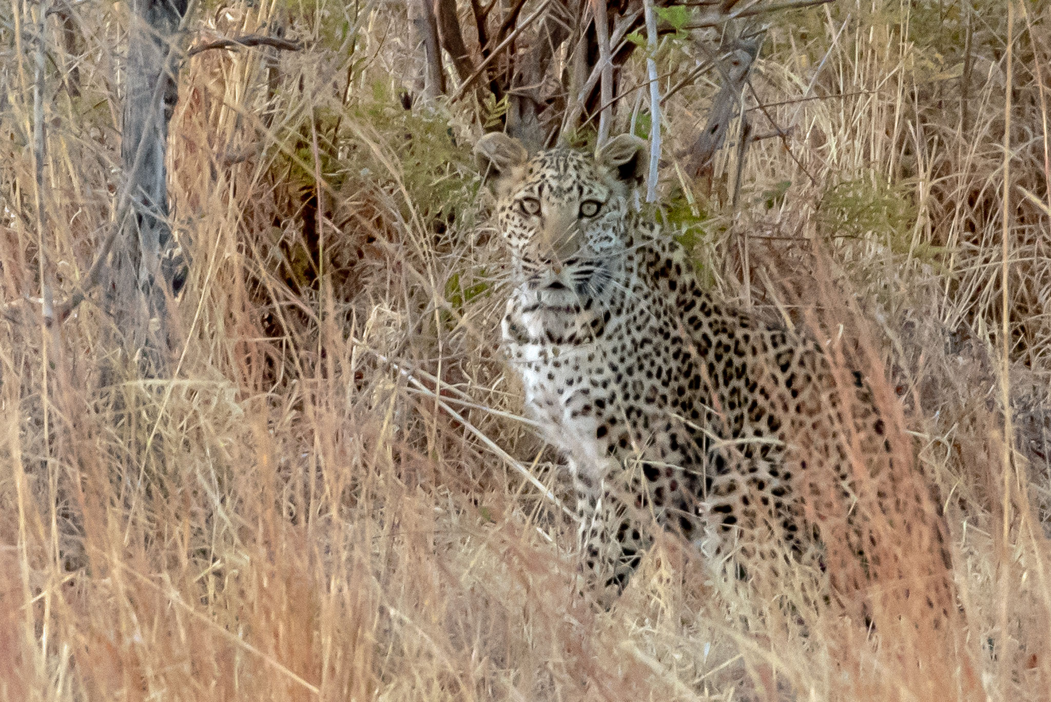 Dritter Glückstreffer. Ein junger Leopard