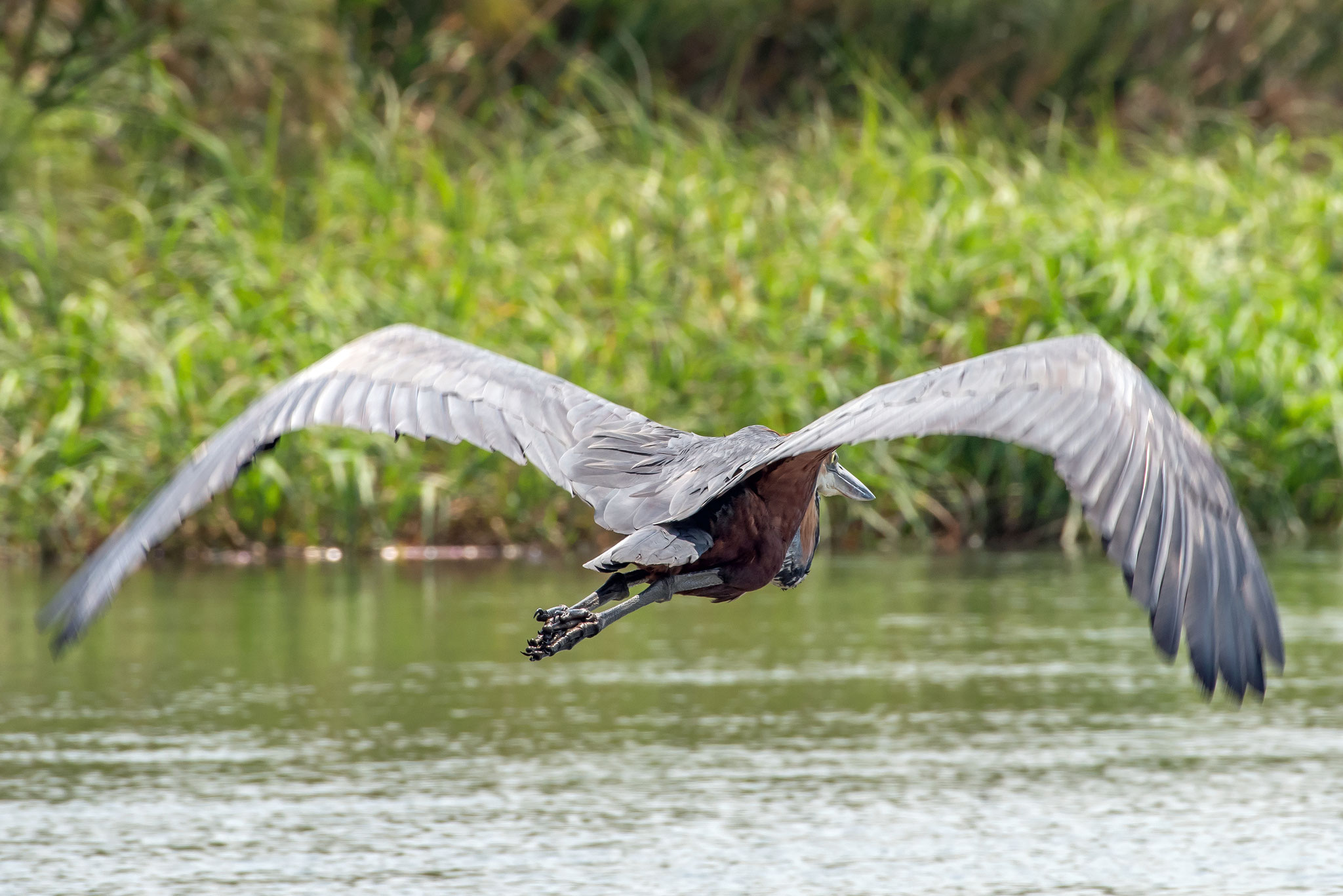 Goliath Reiher - Sehr großer Vogel der vor unserem Boot herflog