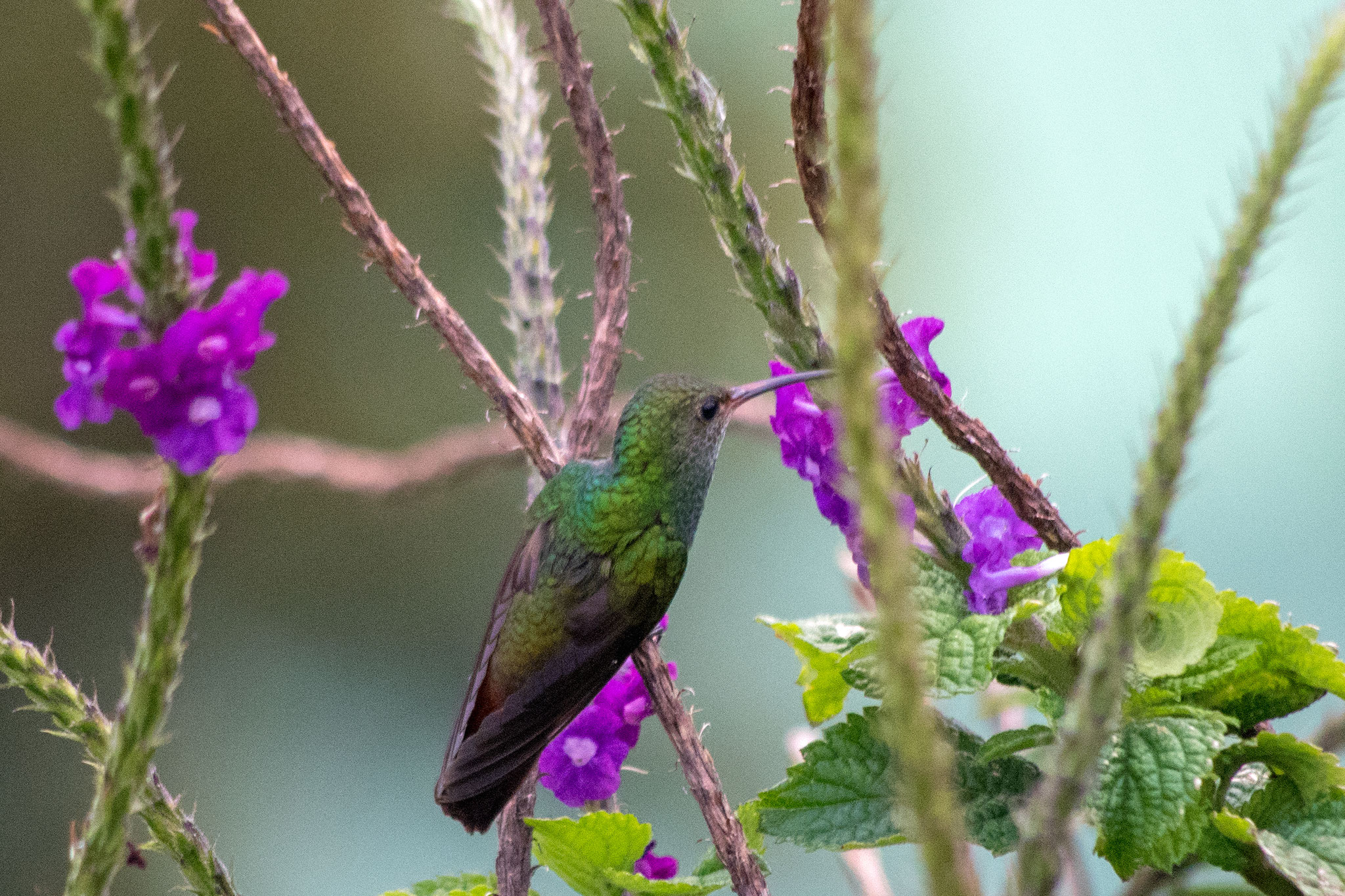 Kolibri