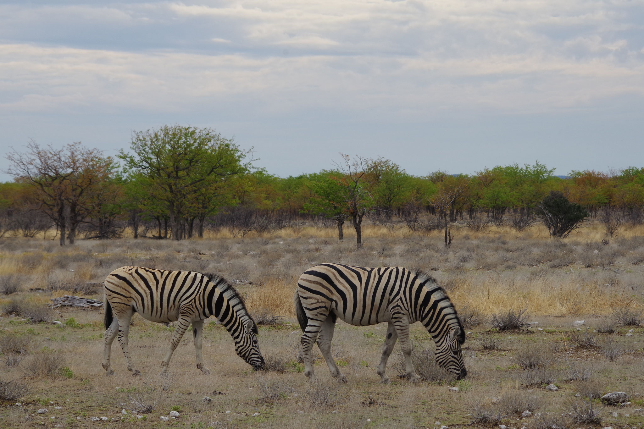 Zebras in Etosha