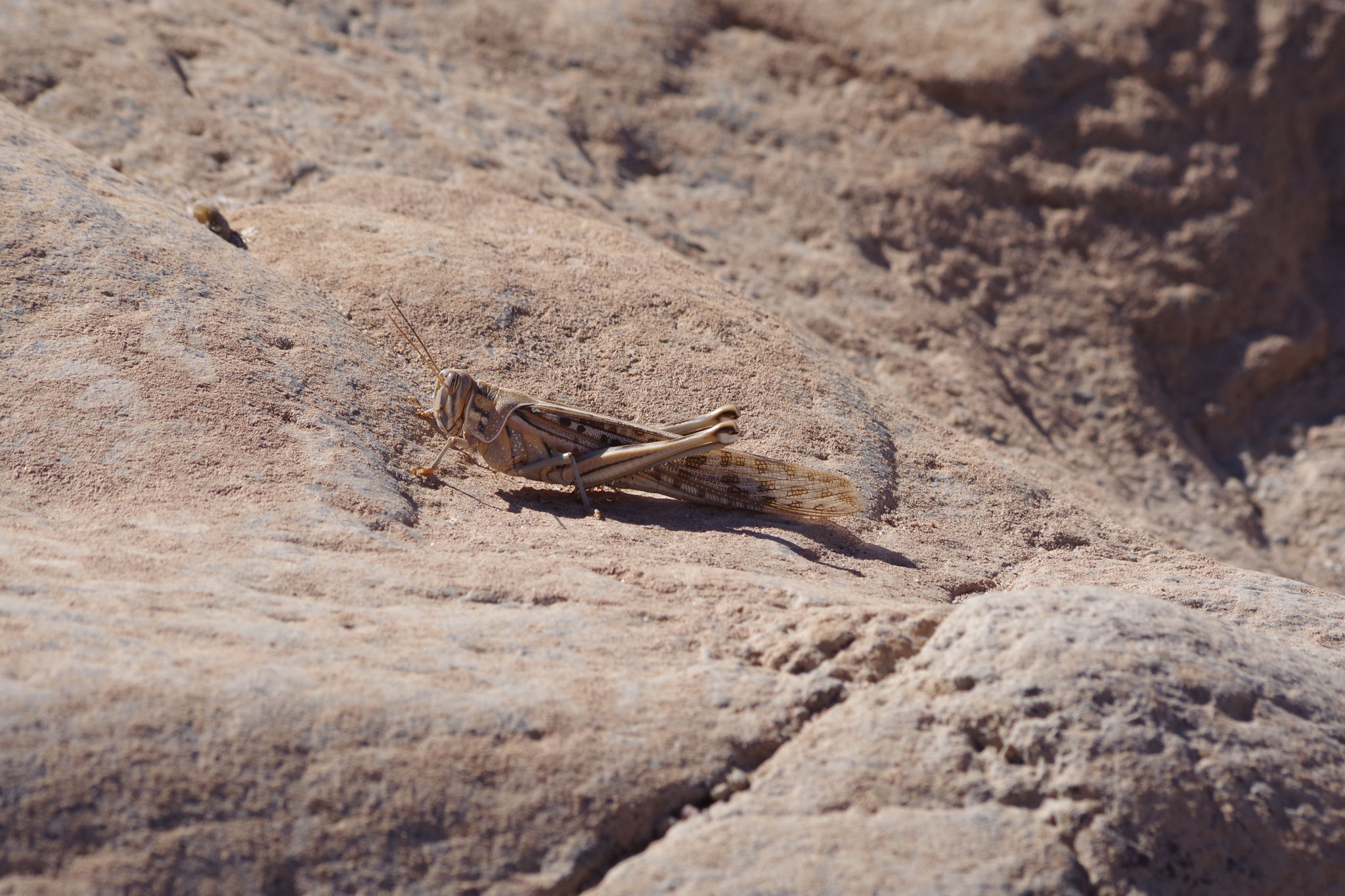 Heuschrecke im trockenen Fish River Flussbett