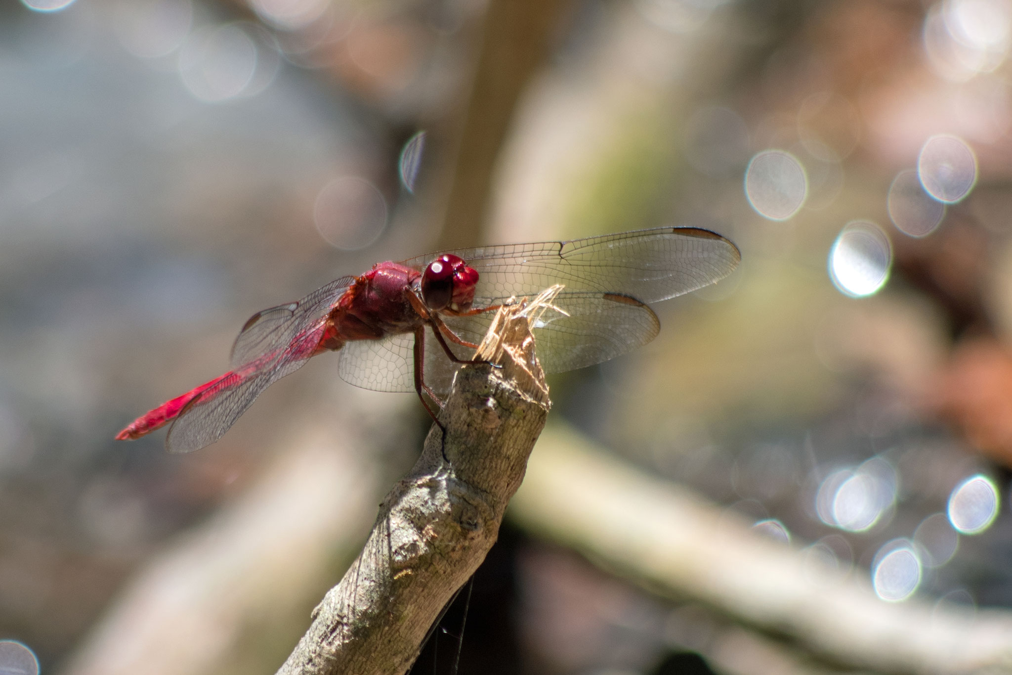 Libelle