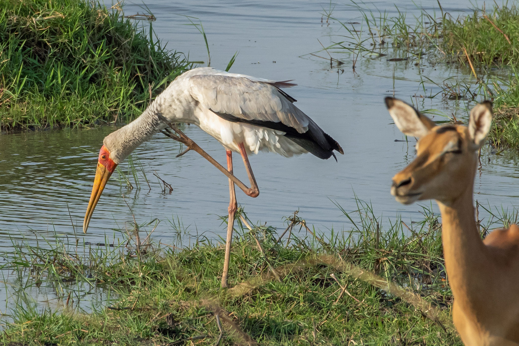 Nimmersatt oder Gelbschnabelstorch