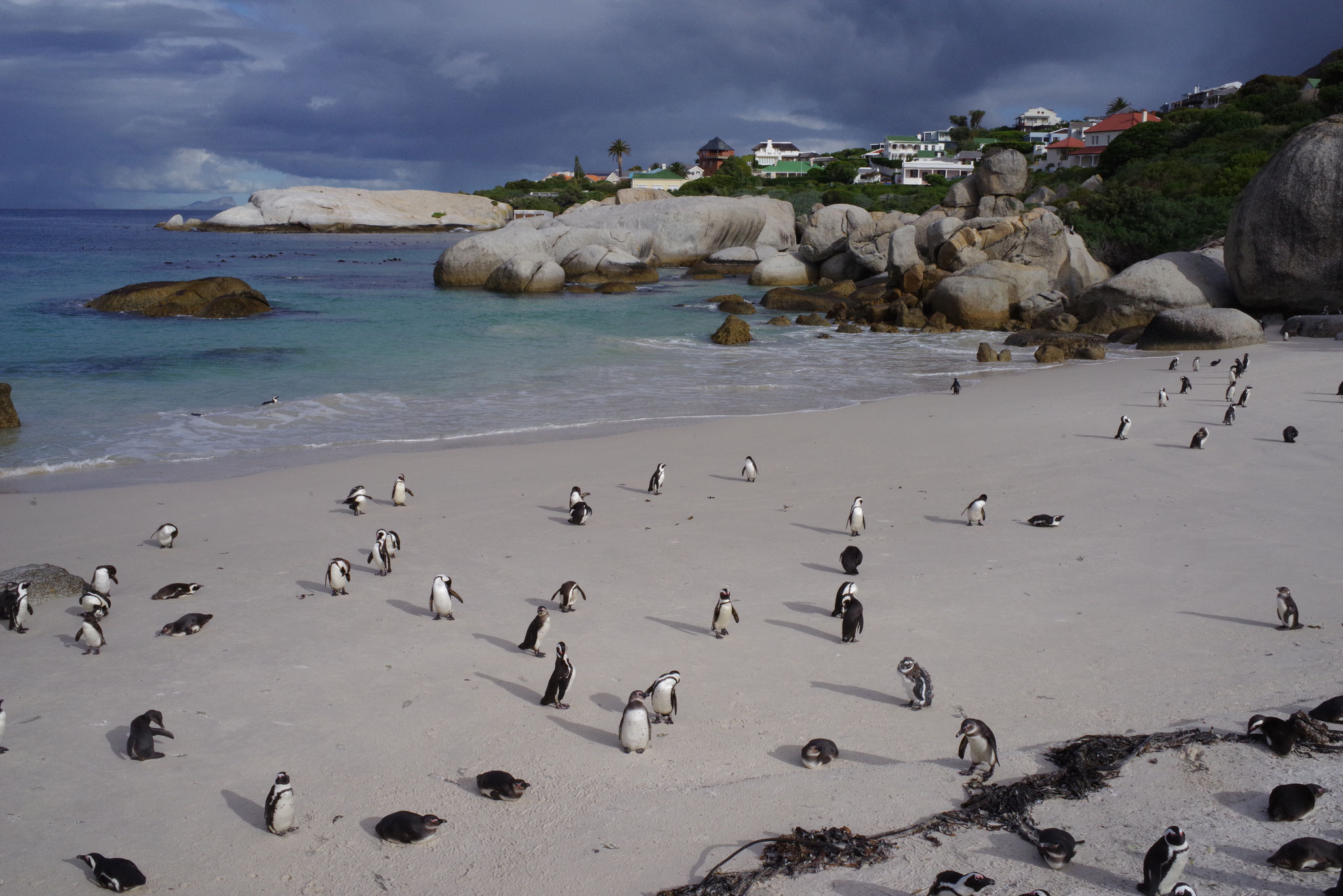 Am Strand. Pinguine in Simon's Town bei Kapstadt