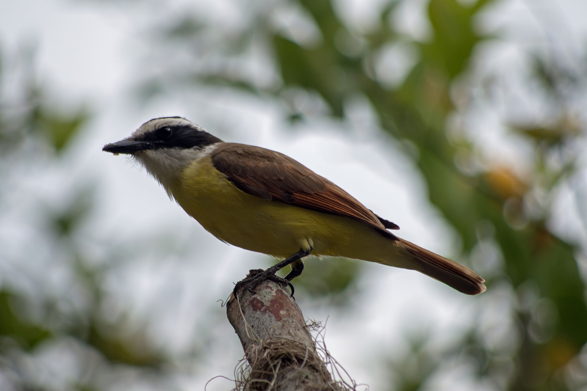 Schwefeltyrann (Great Kiskadee)