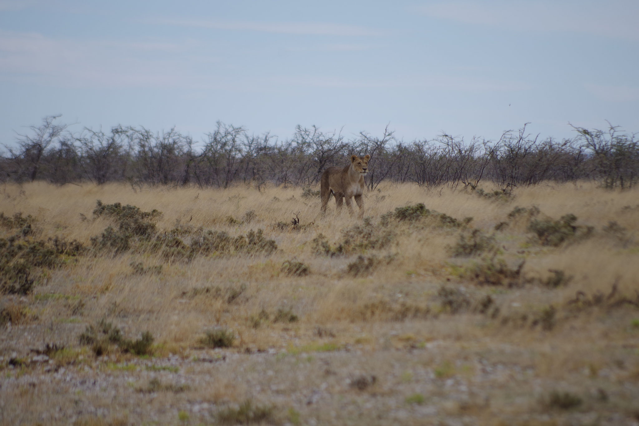 Löwin in Etosha