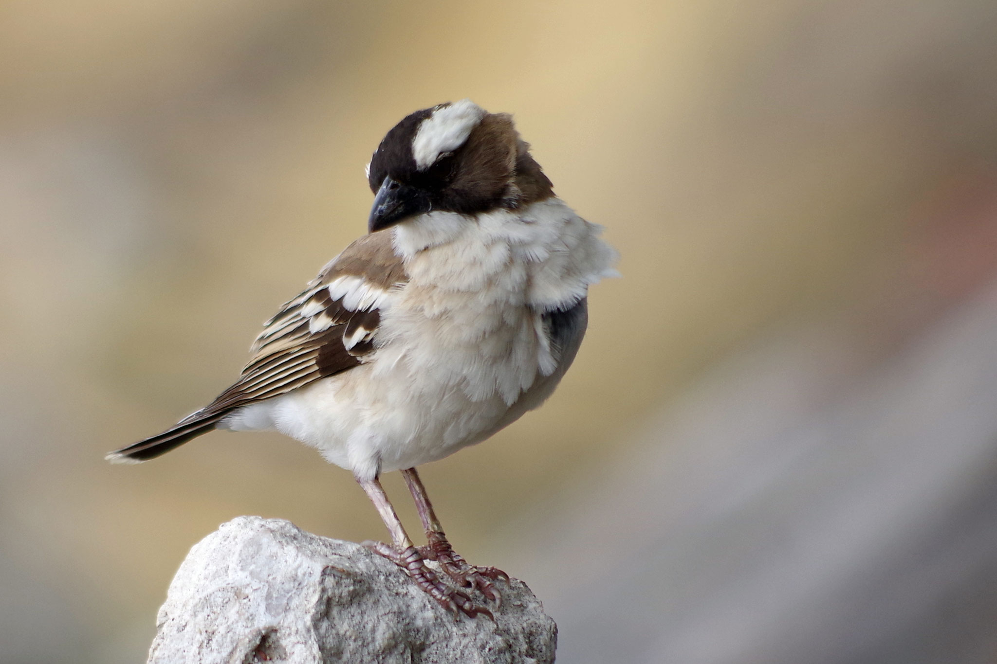 White browed sparrow weaver