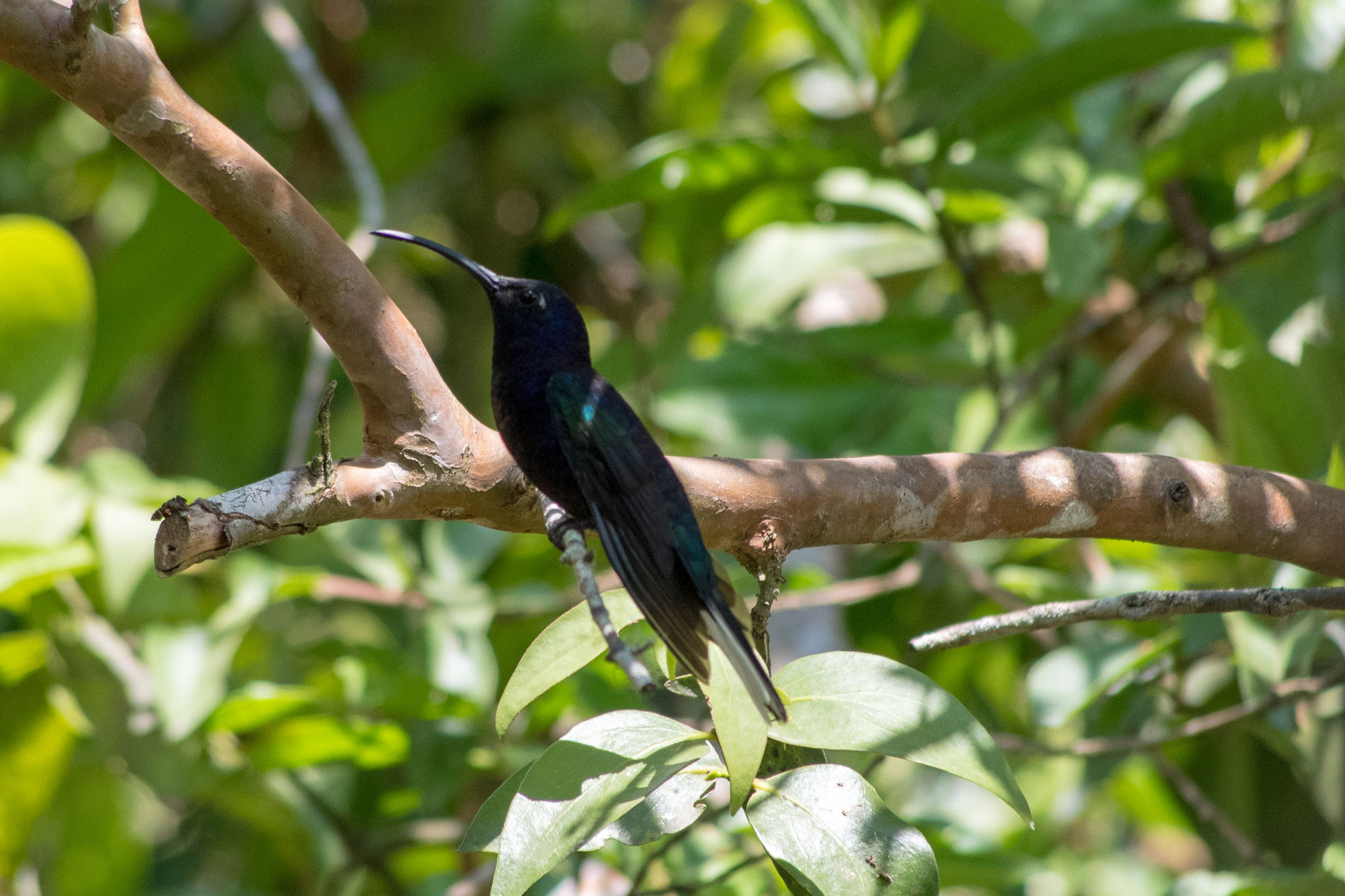 Kolibri