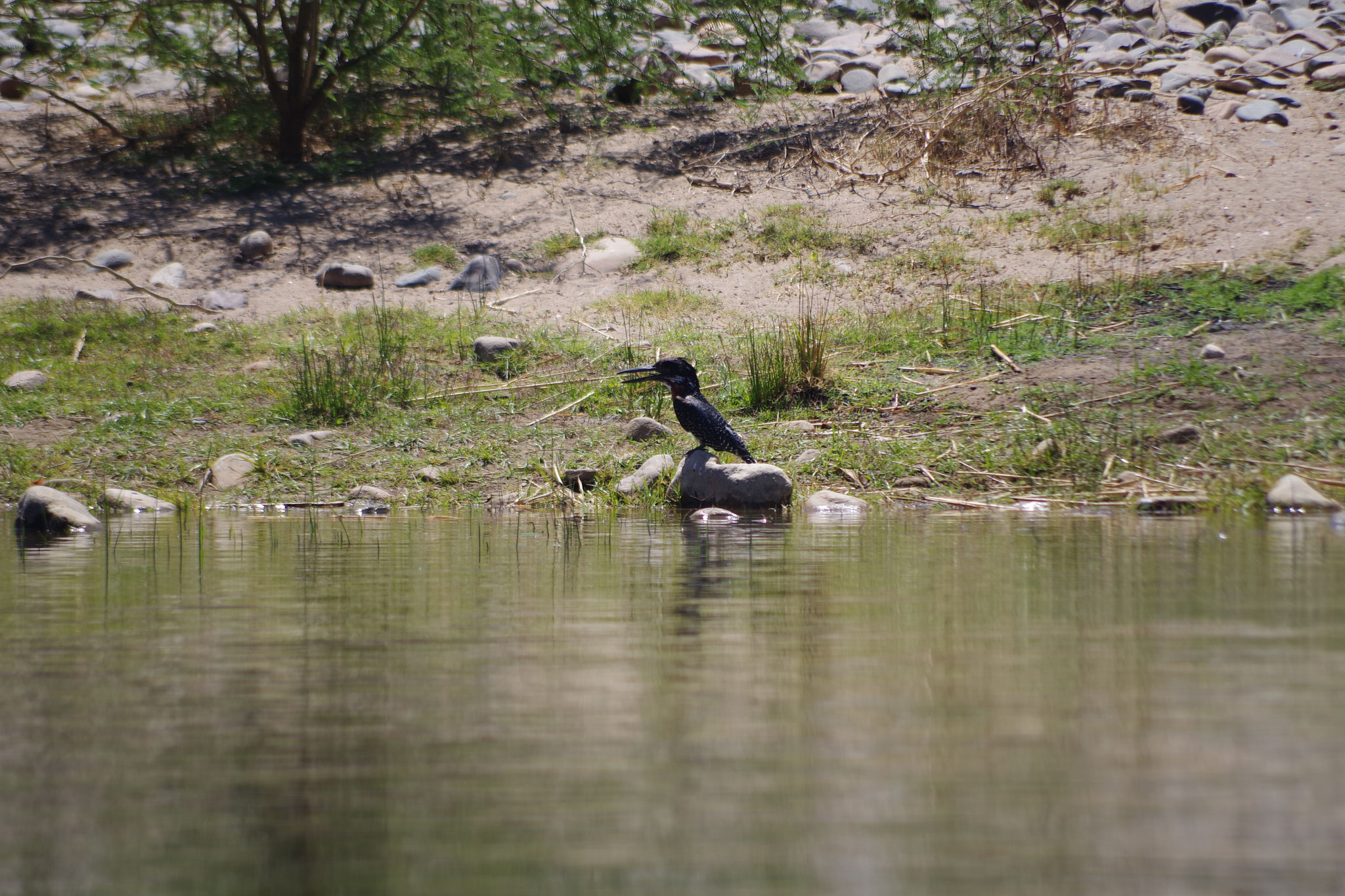 Großer Eisvogel, Giant Kingfisher