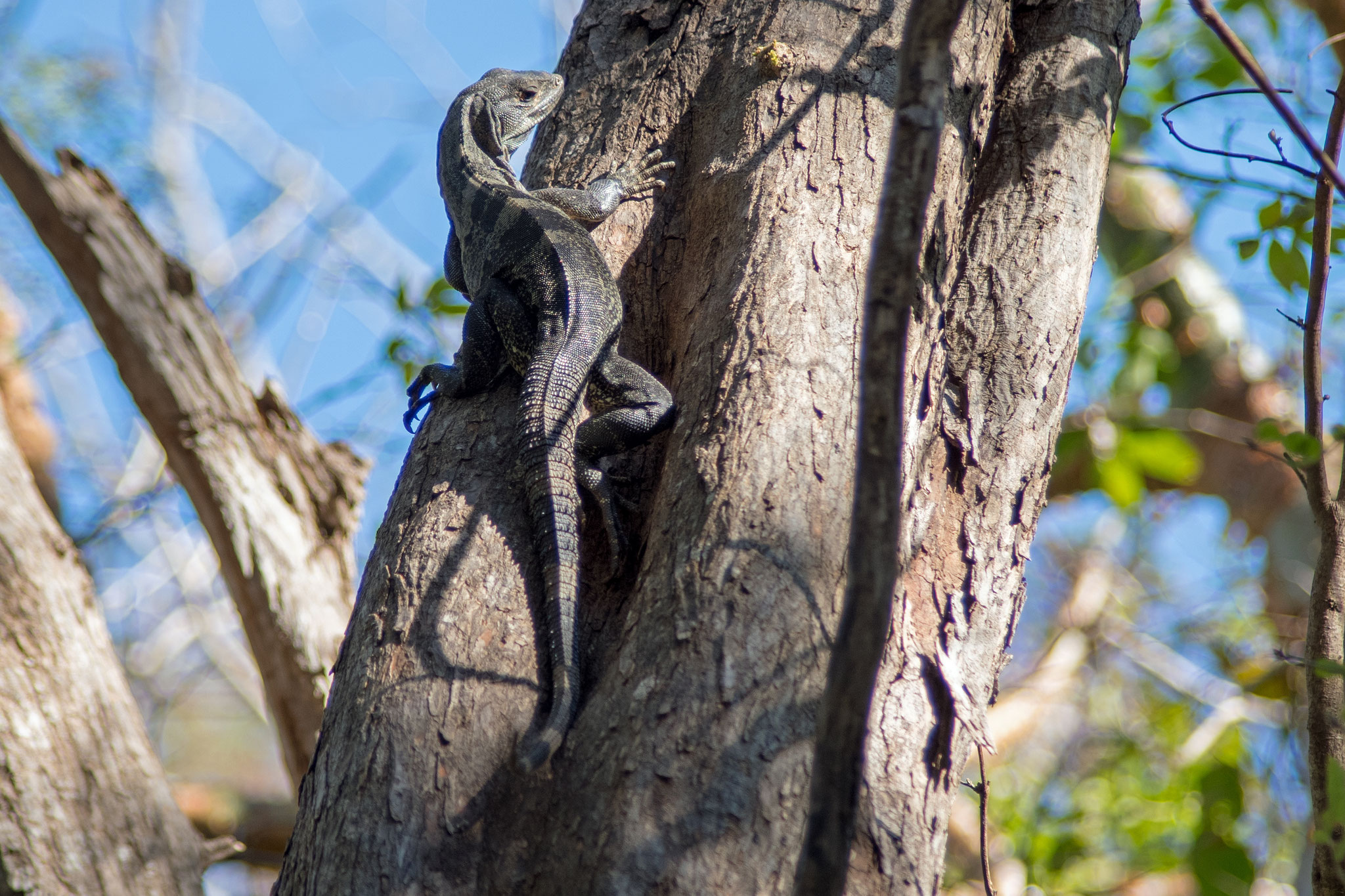 Leguan