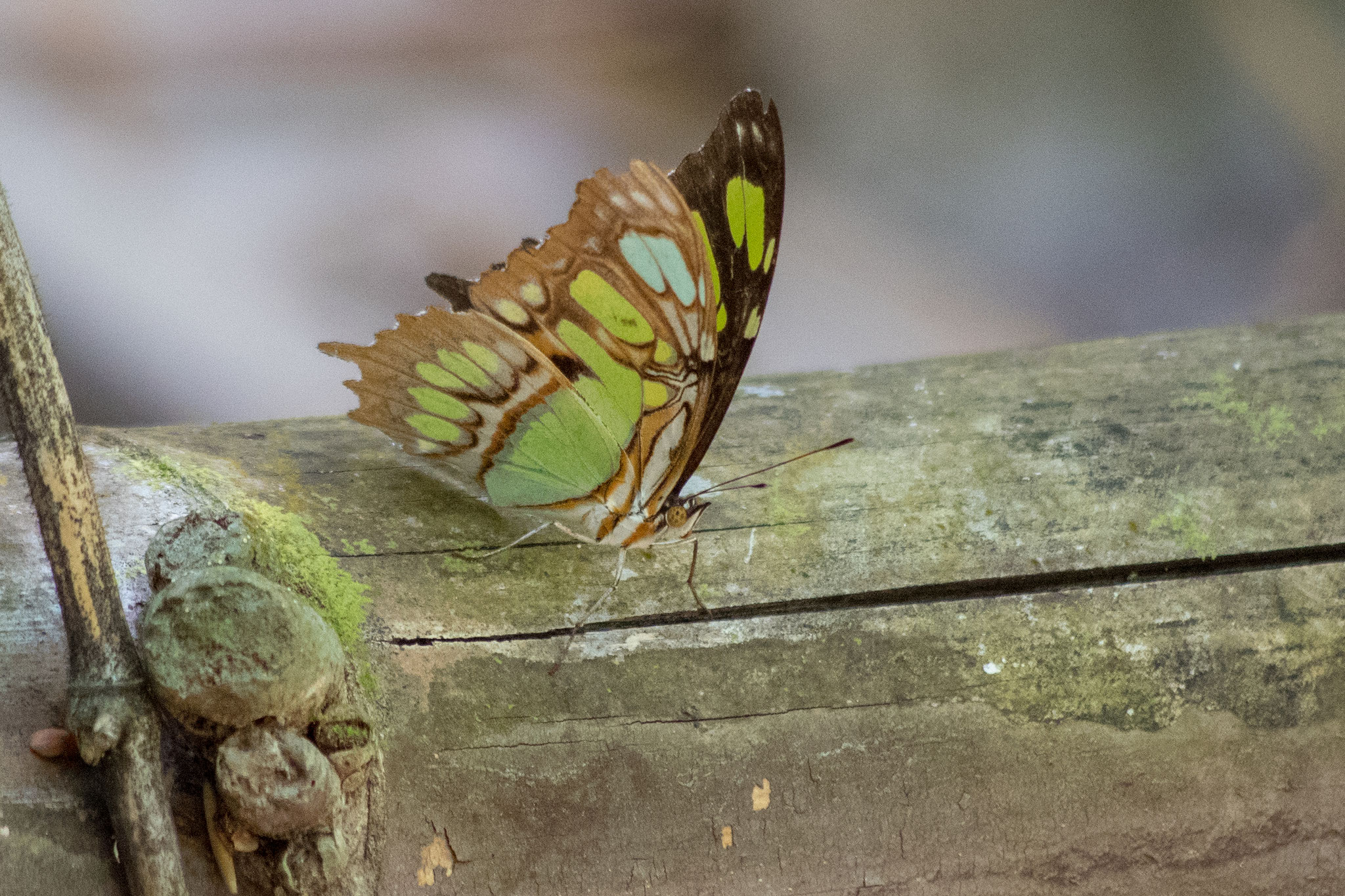 Schmetterling