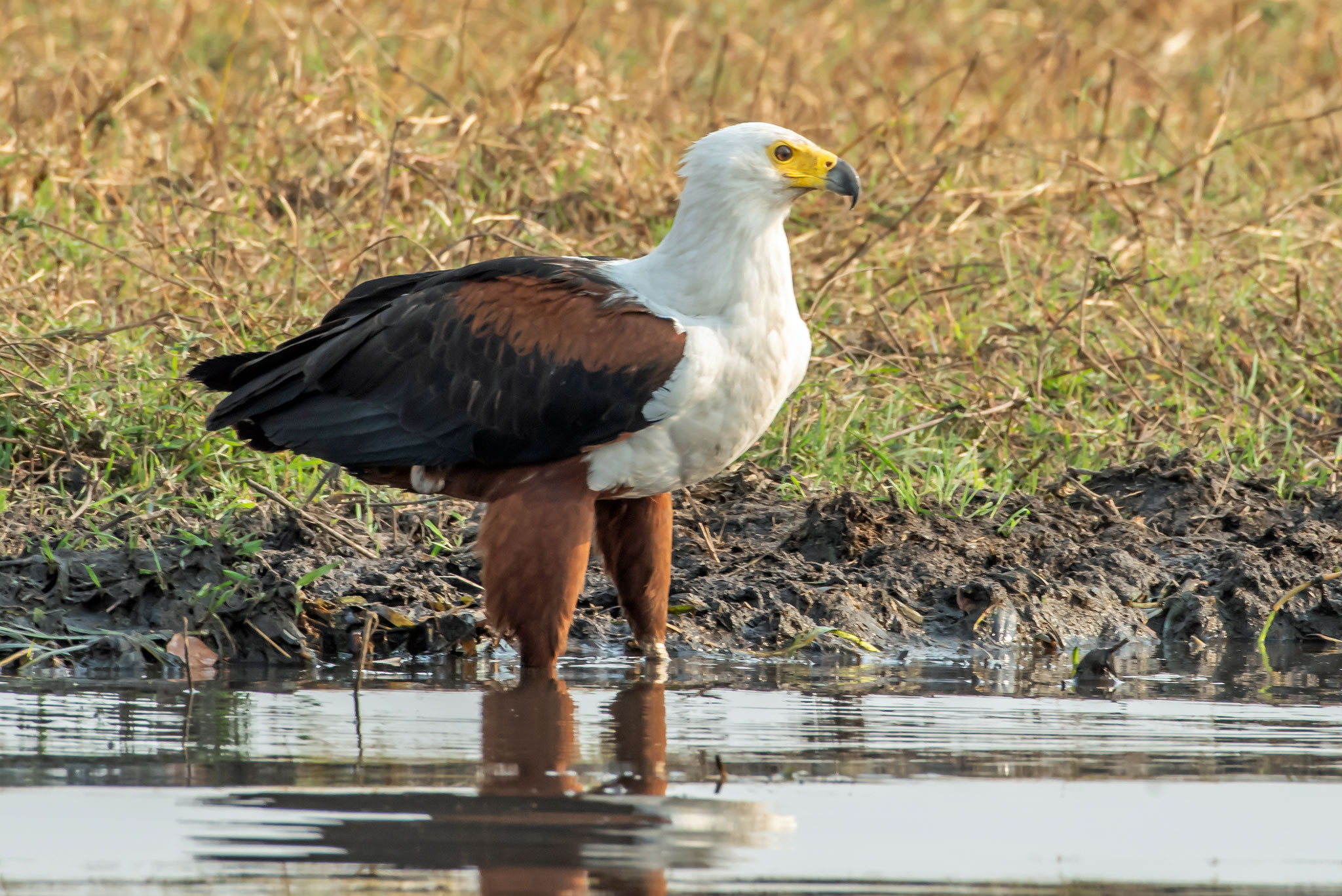 Schreiseeadler