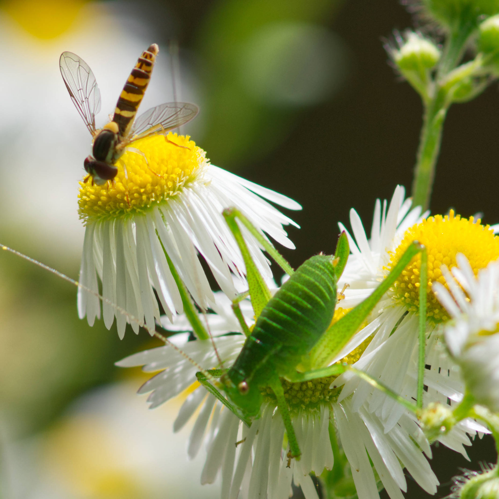 Punktierte Zartschrecke im Duett mit einer Schwebfliege