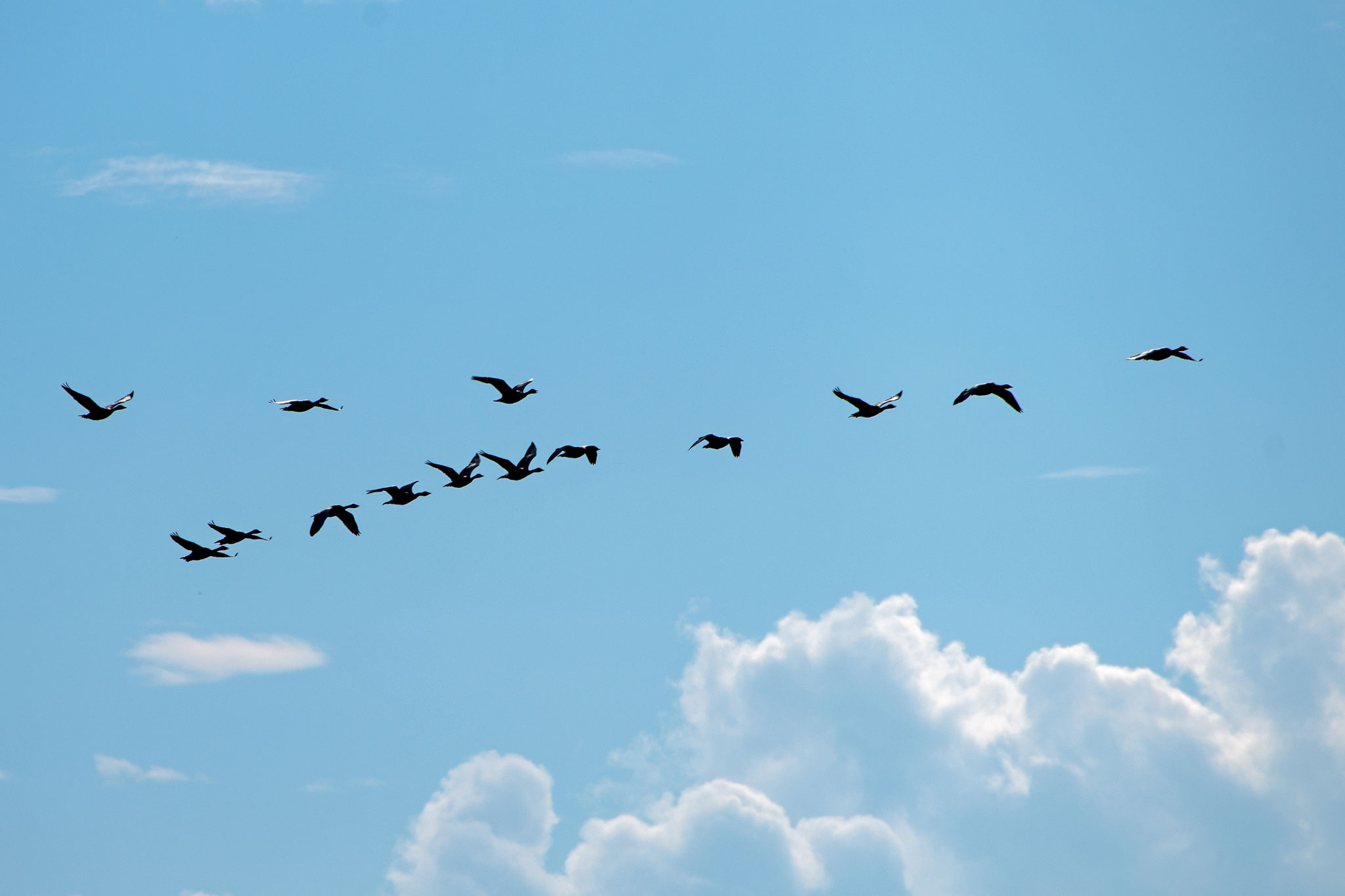 Formationsfliegen (Übung)