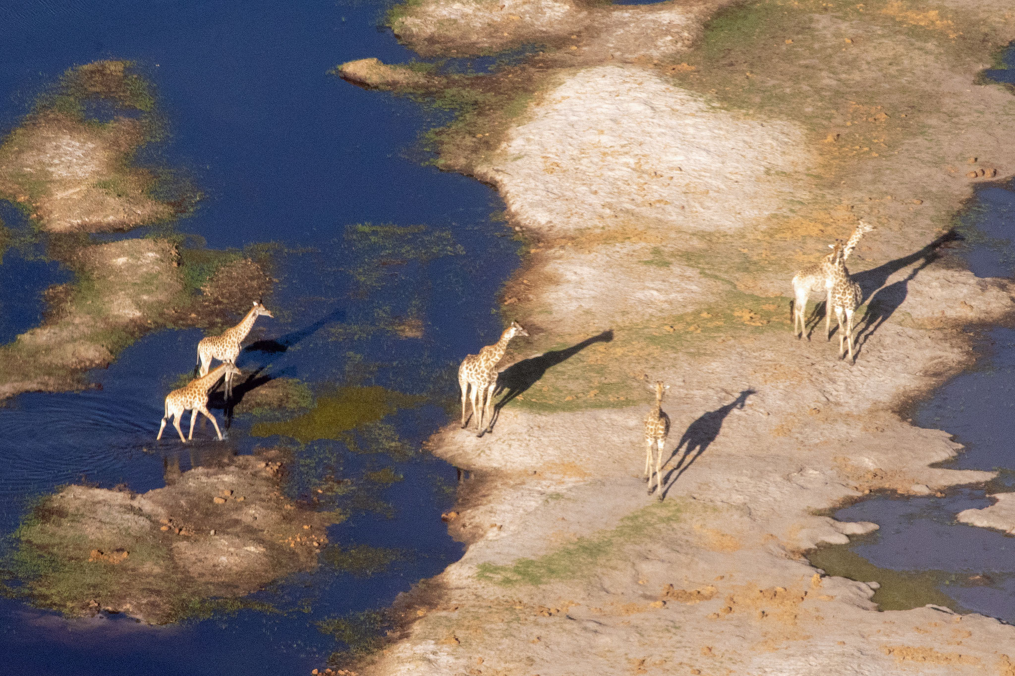 Giraffen von oben