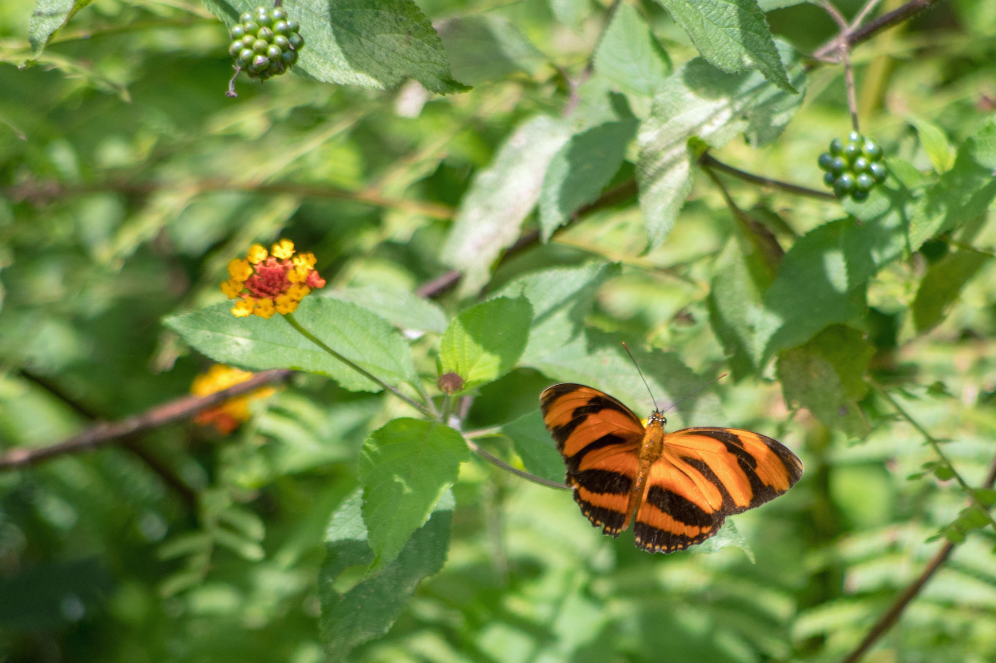 Schmetterling