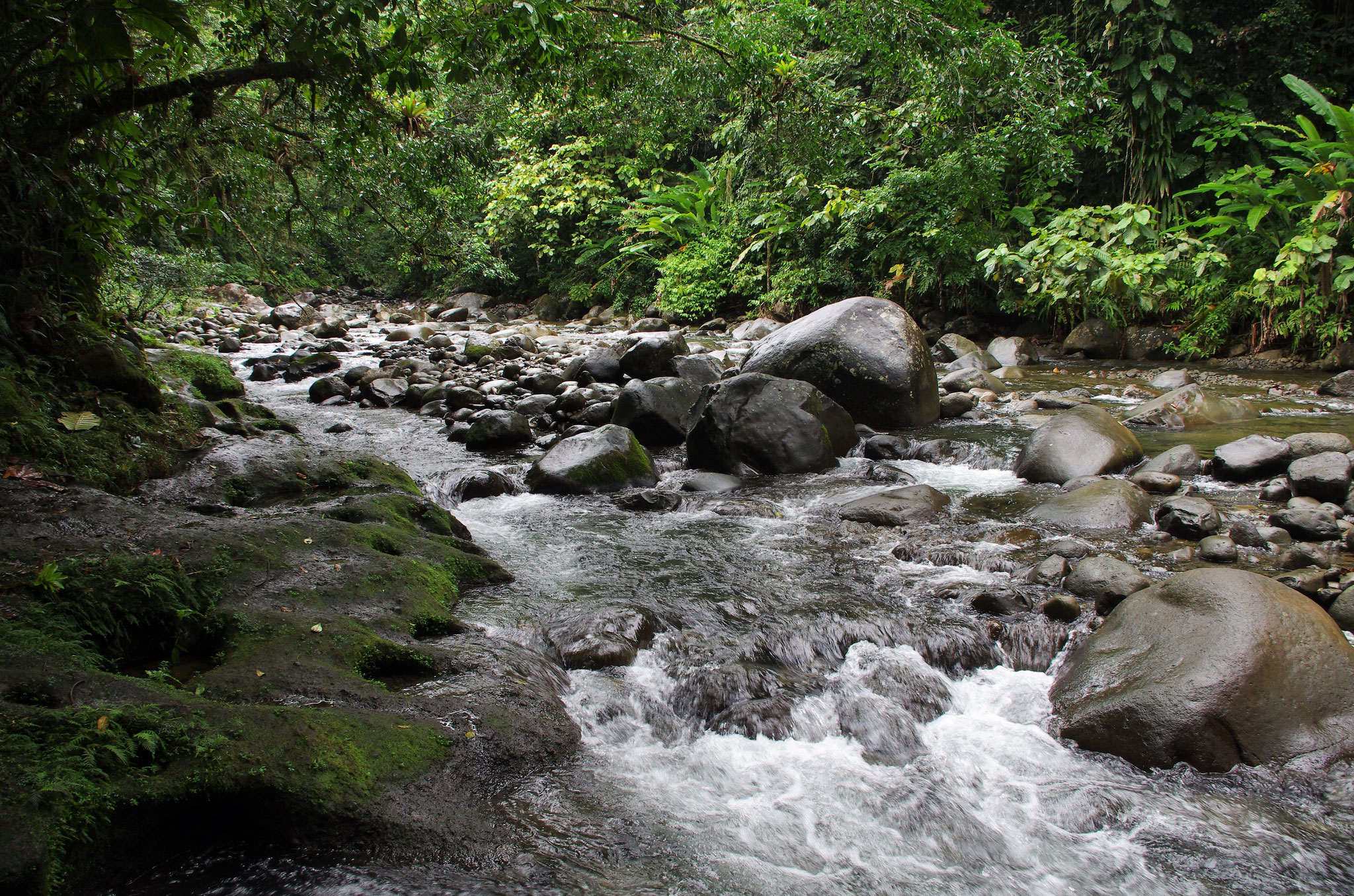 Im Regenwald