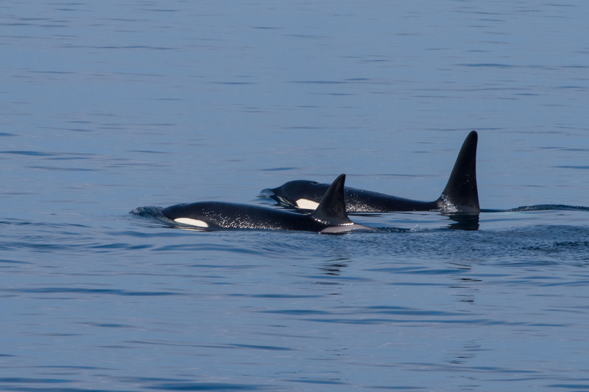 Orcas neben dem Boot