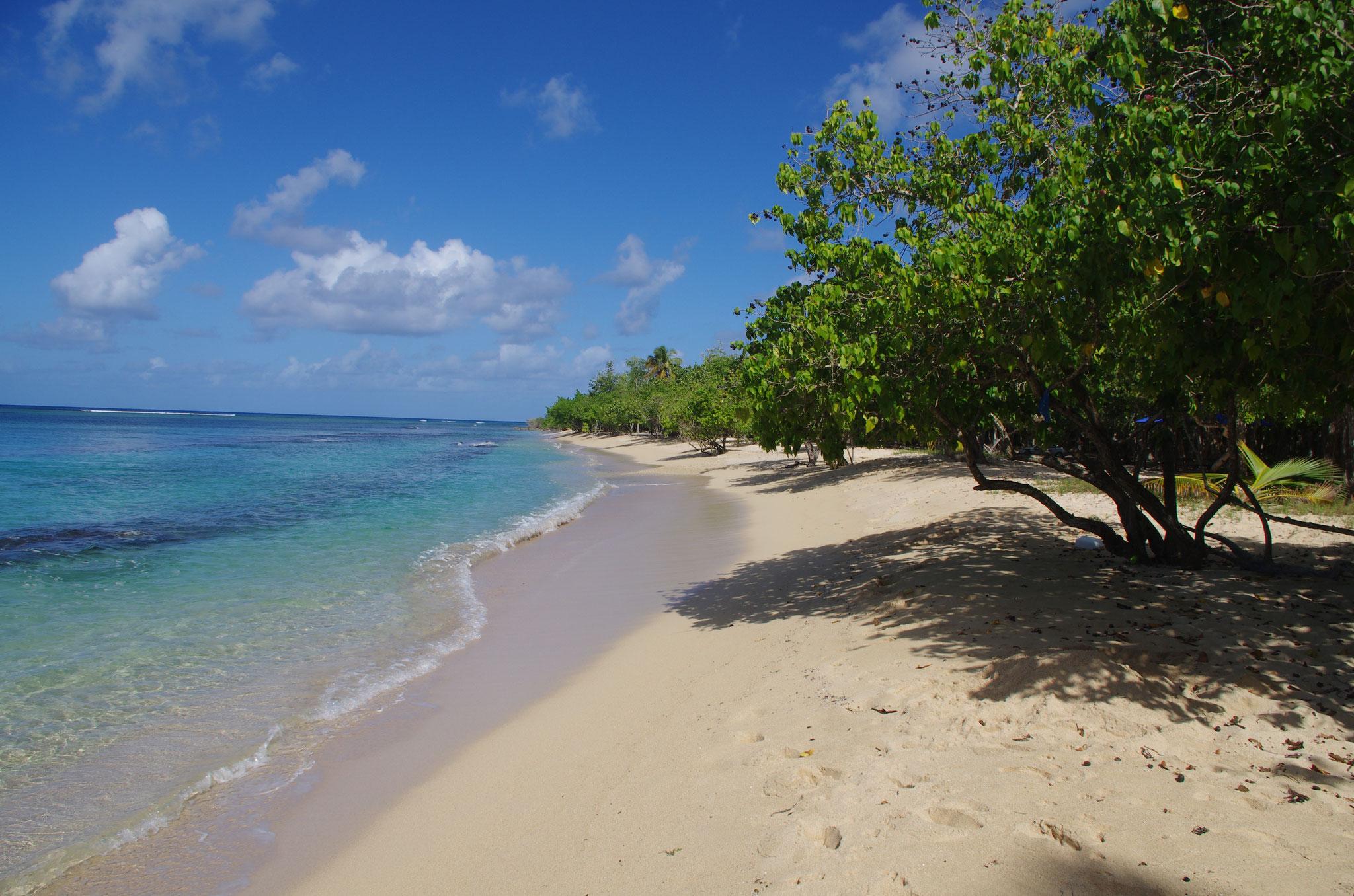 Am Mangrovenstrand