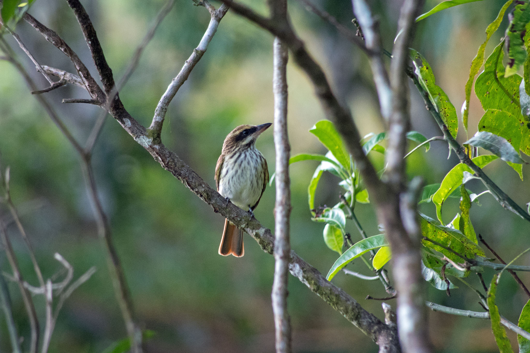 Sulphur-bellied Flycatcher