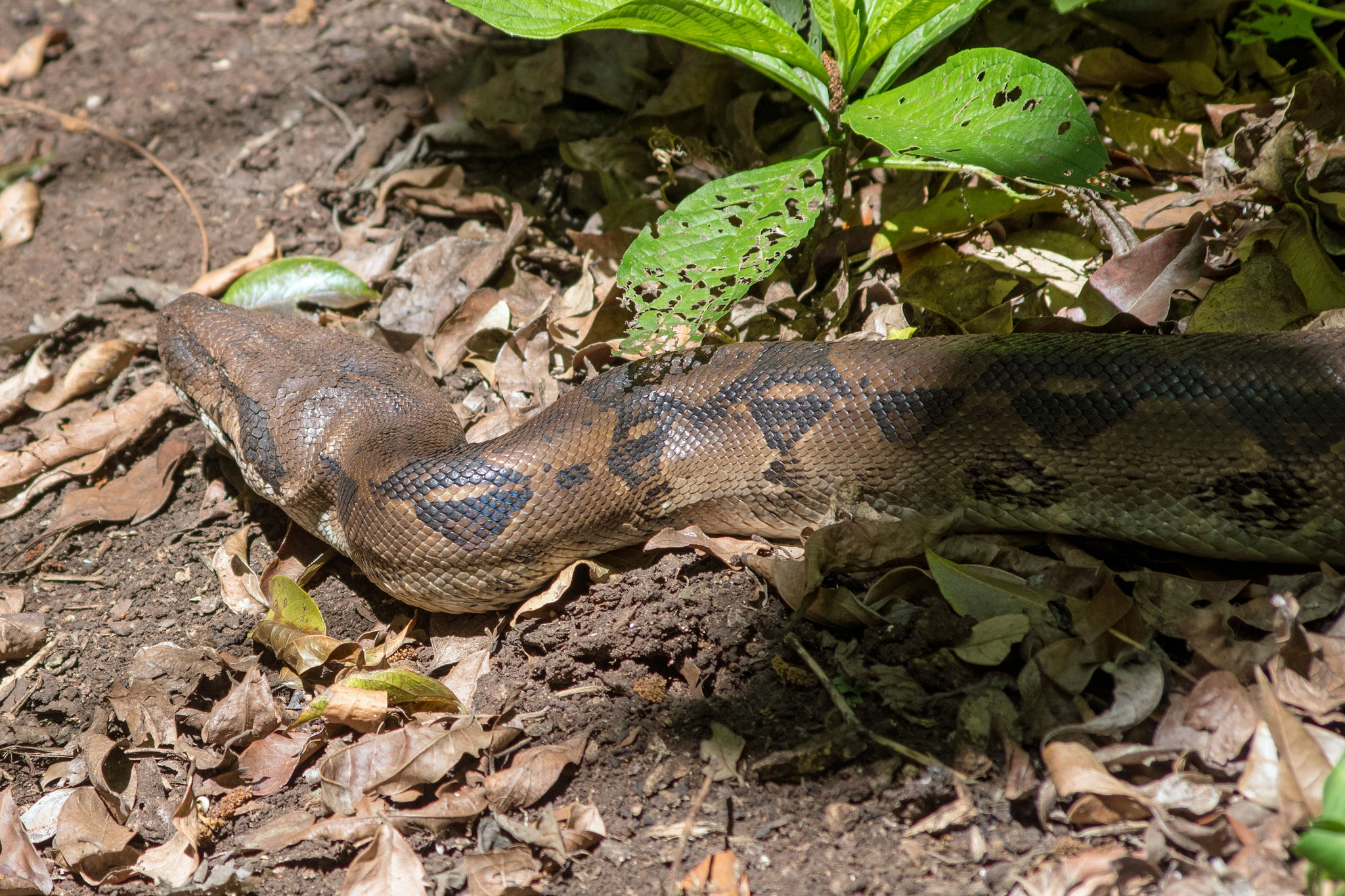 Boa Constrictor