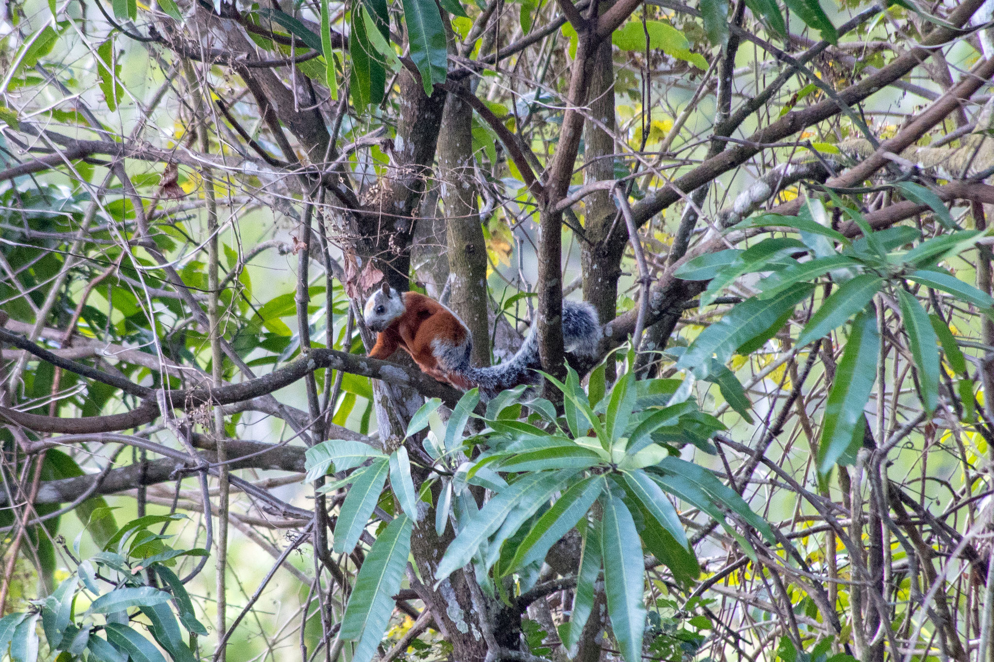 Bunthörnchen
