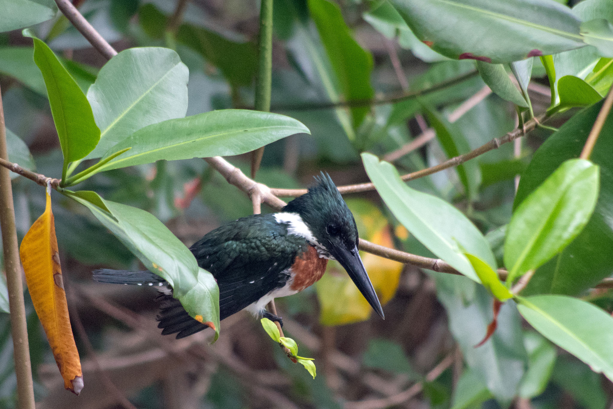Eisvogel (Amazon Kingfisher)