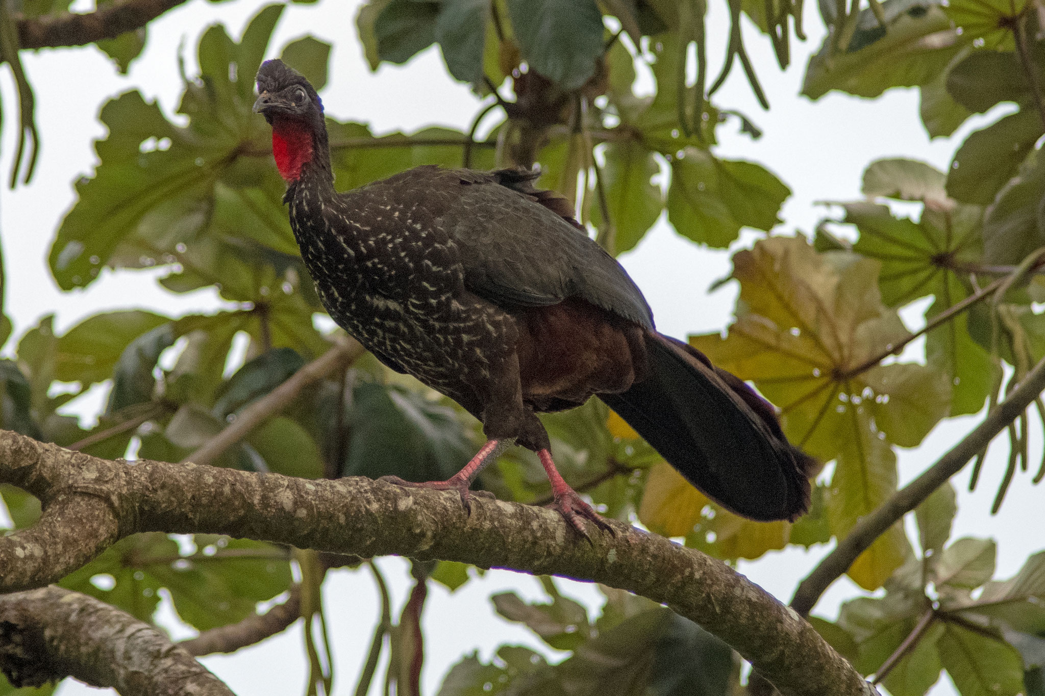 Guan