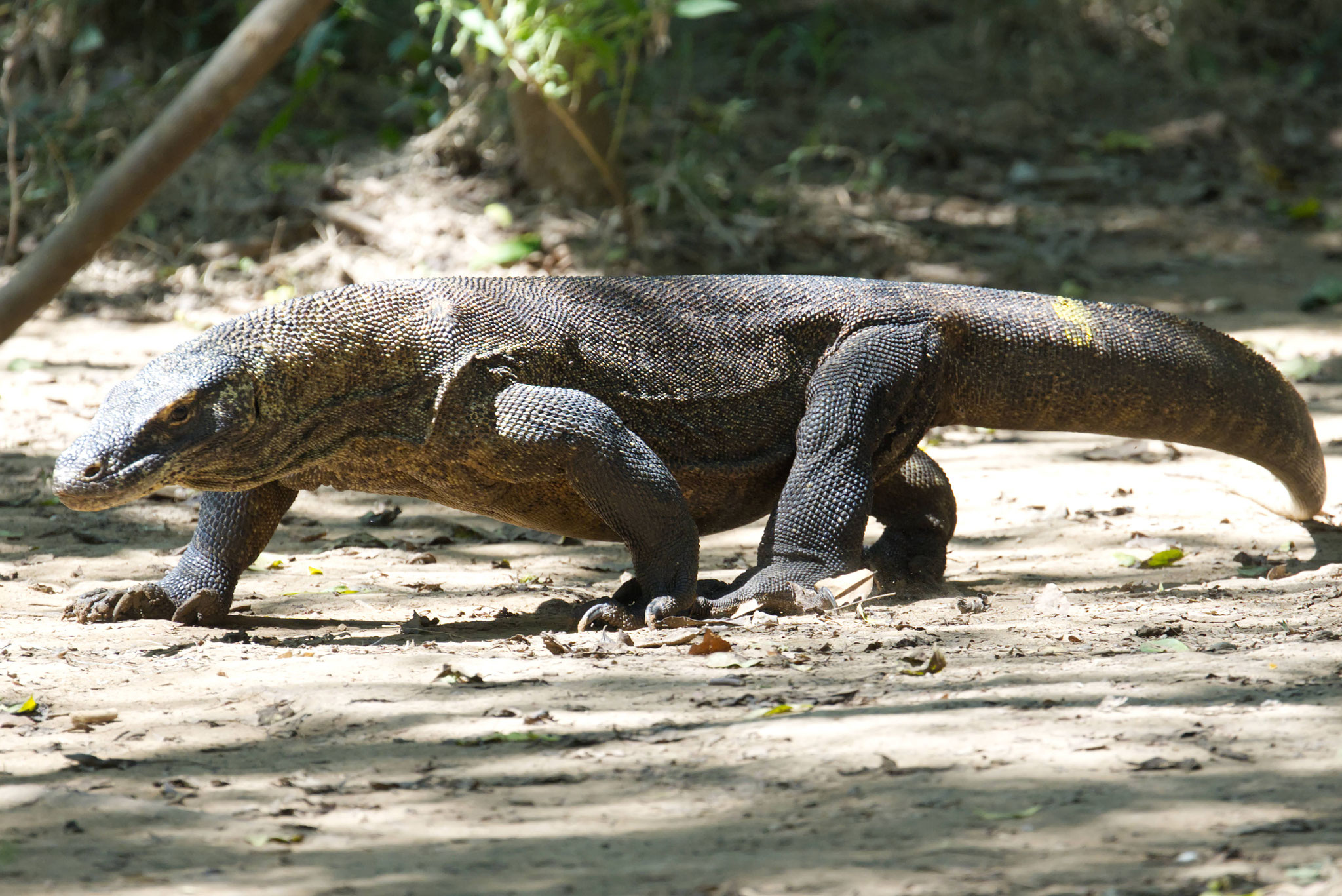 Bei den Komodowaranen 