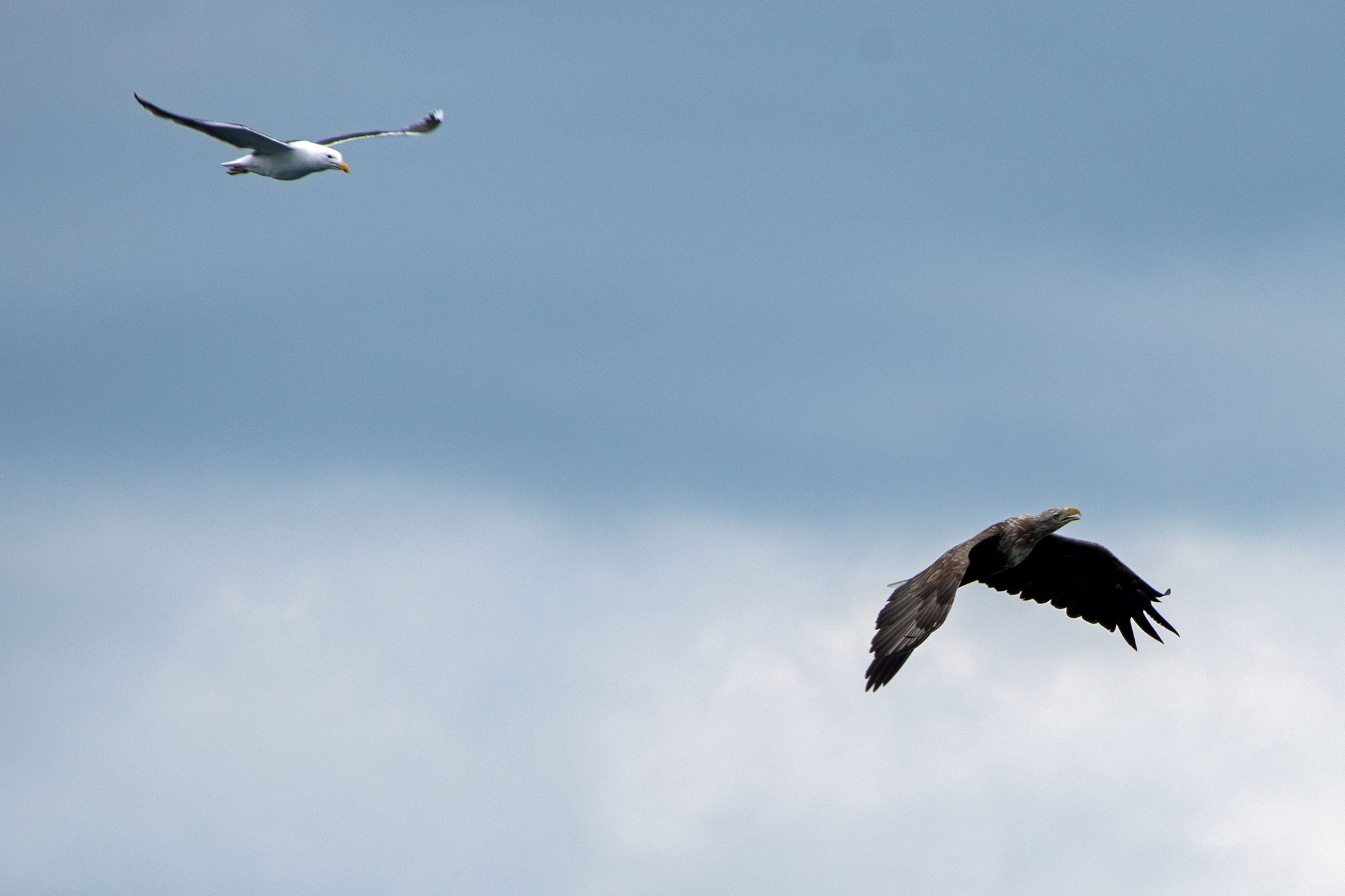 Seeadler und Möwe