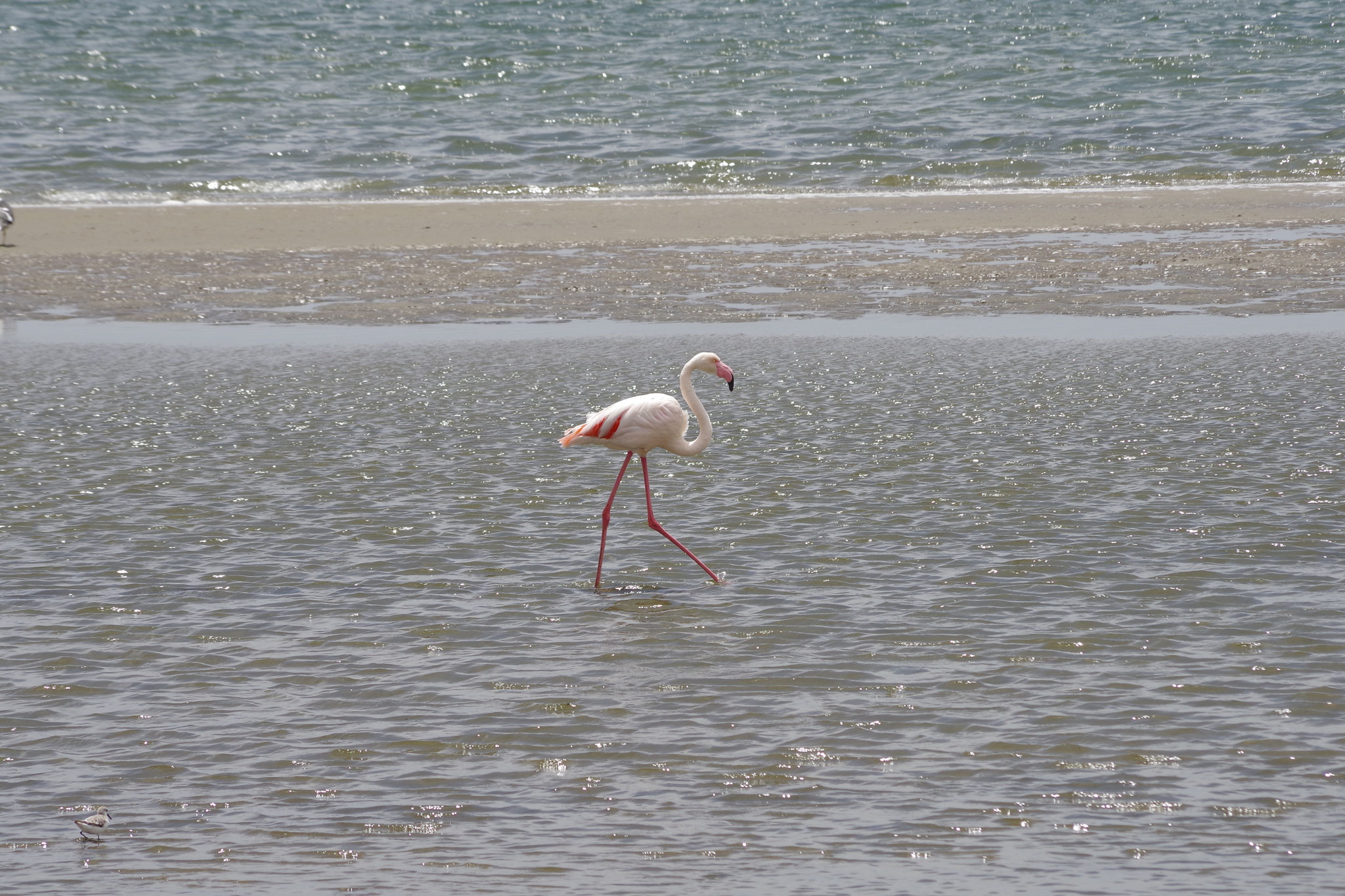 Flamingo, Walvis Bay, Namibia
