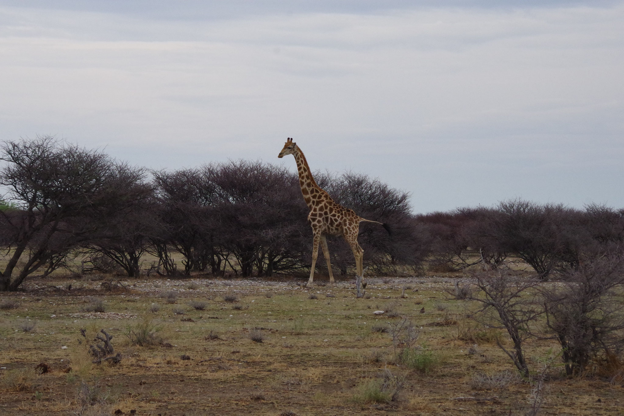 Giraffe in Etosha