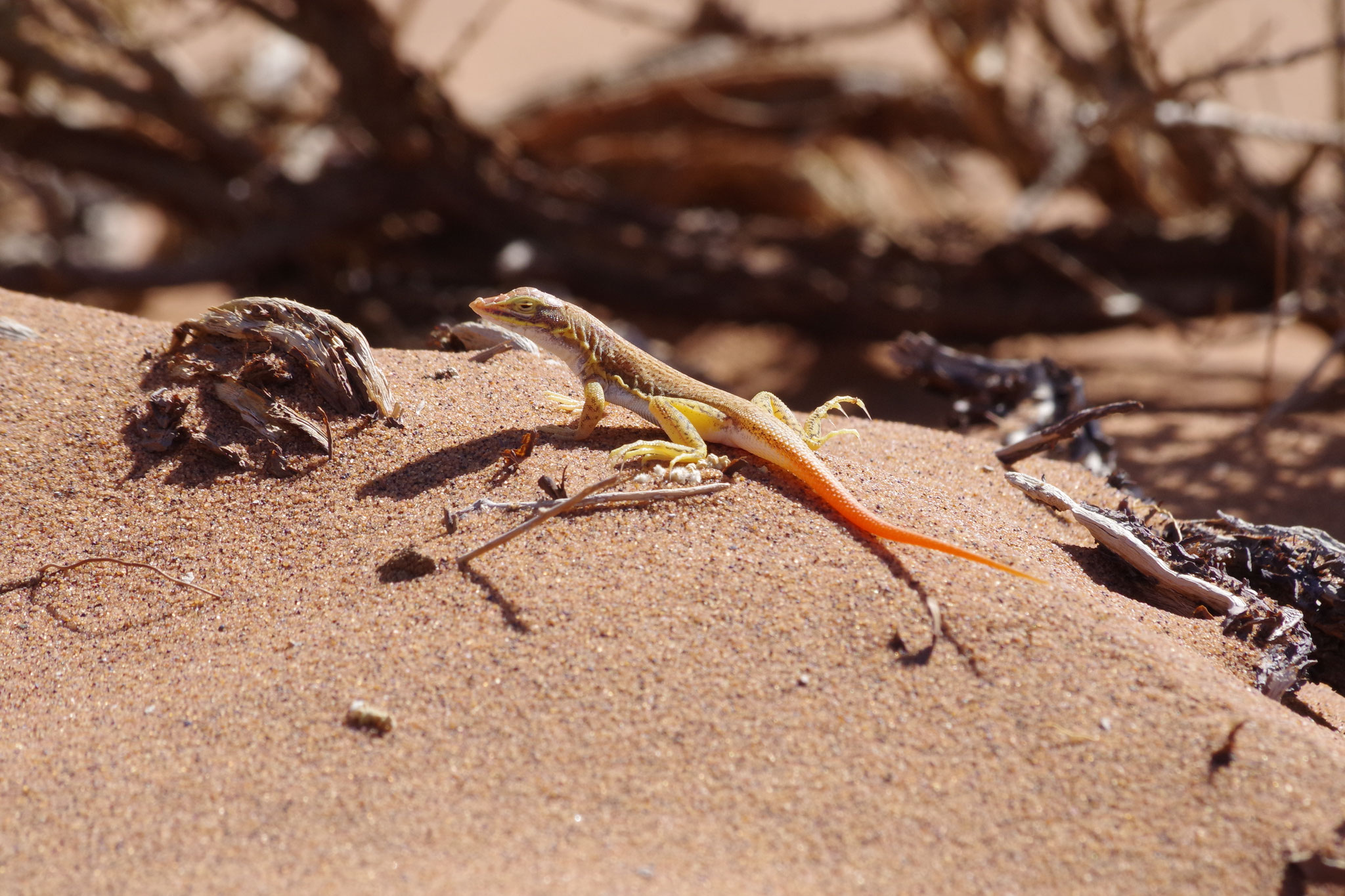Eidechse bei den Sossusvlei Dünen