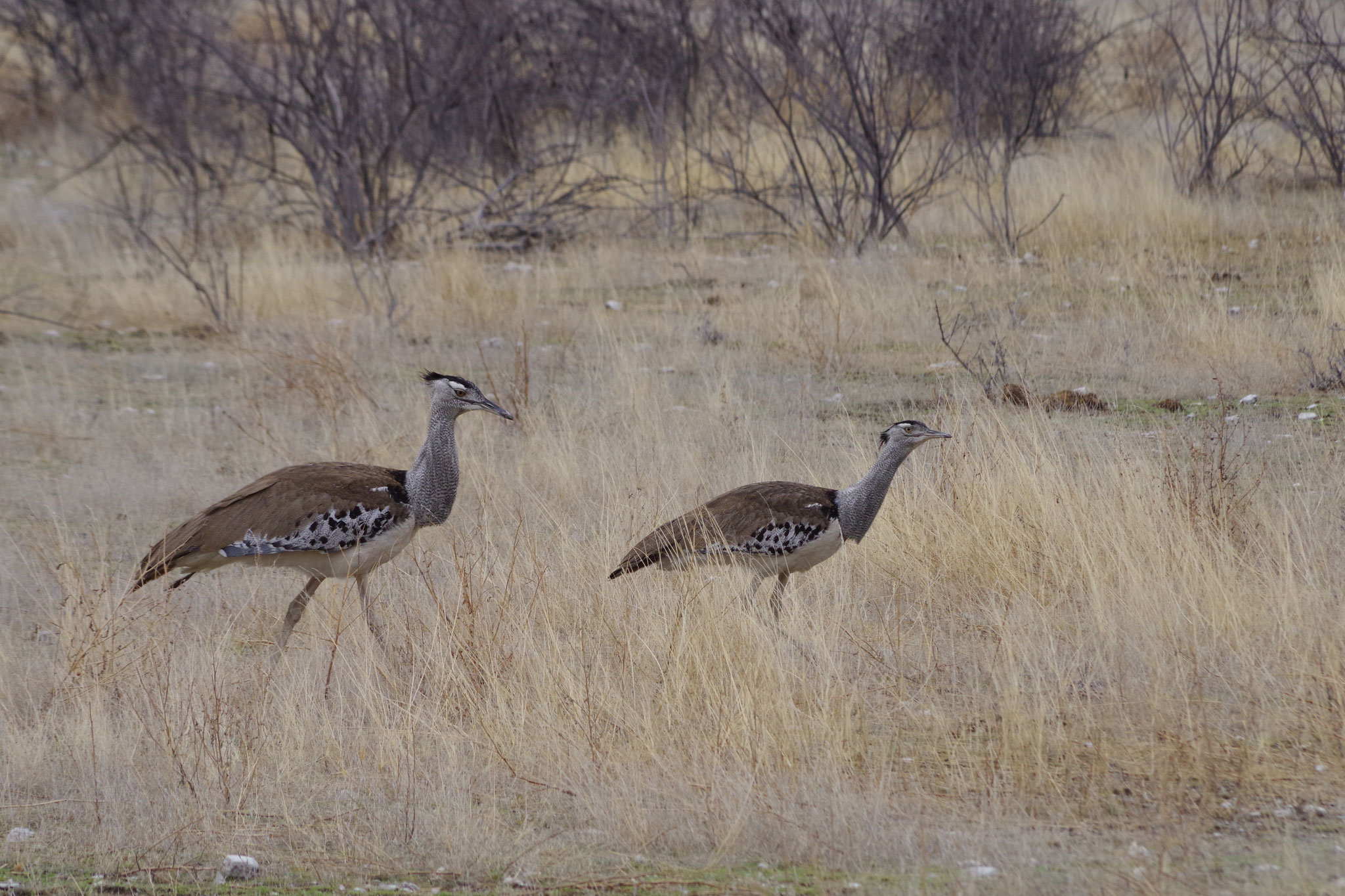 Kori Bustard (Riesentrappe). Einer der schwersten flugfähigen Vögel.