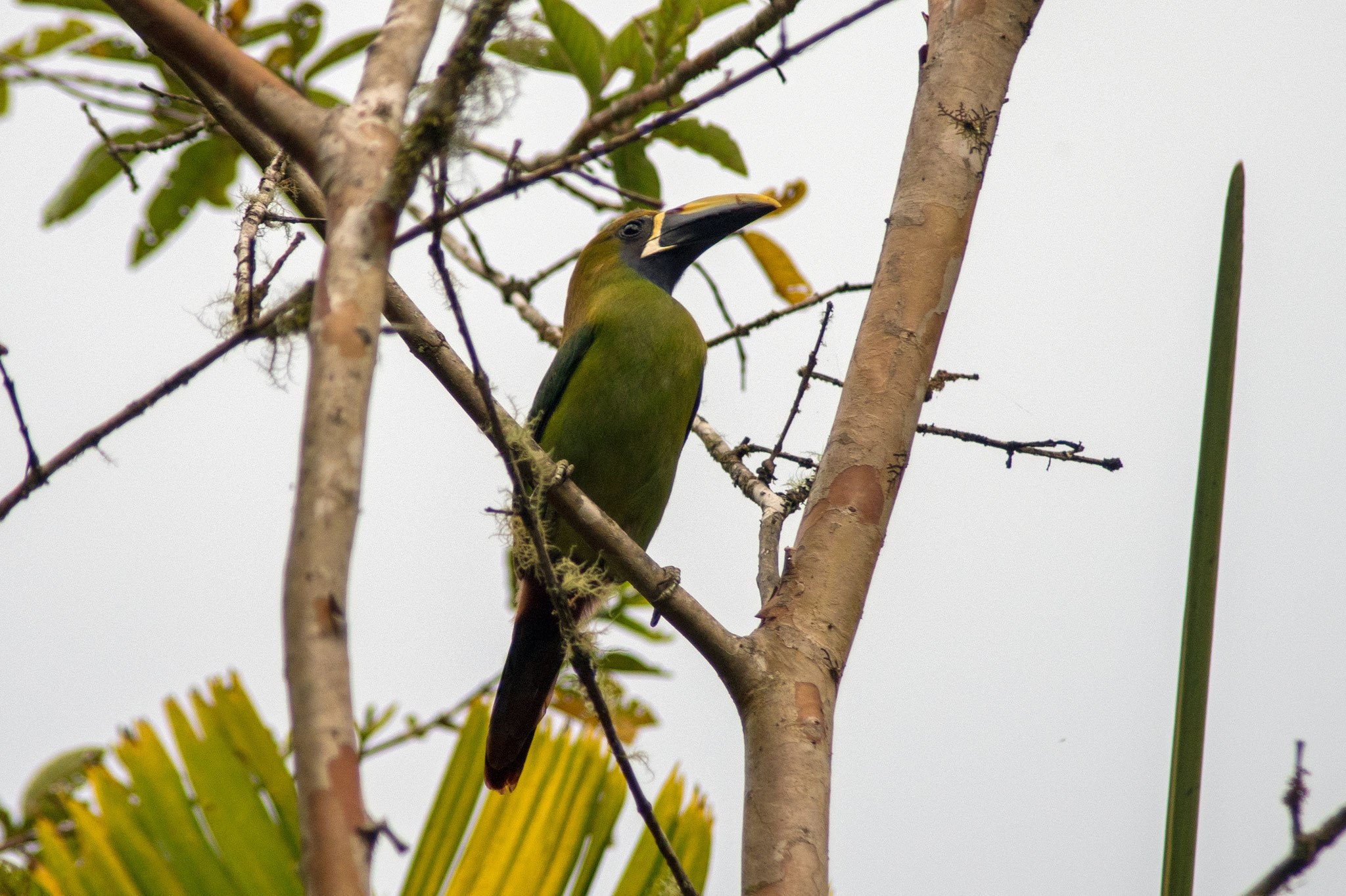 Lauch Aracari (Tukan)