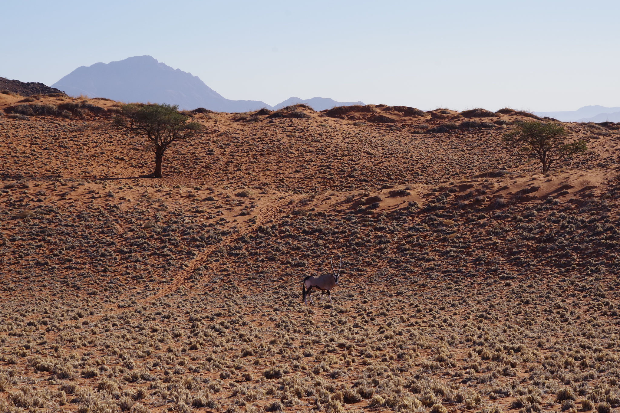 Namib