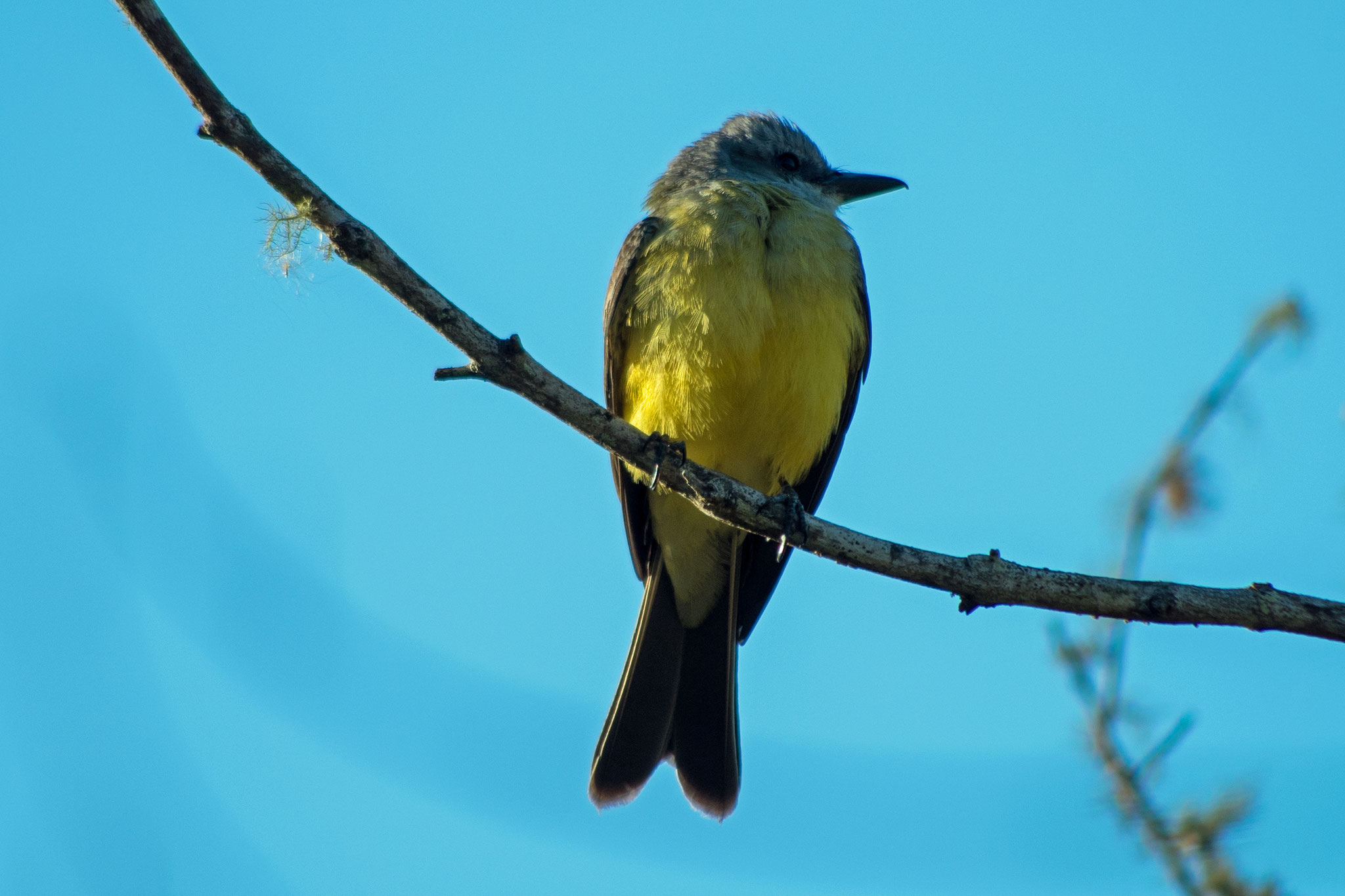 Flycatcher 