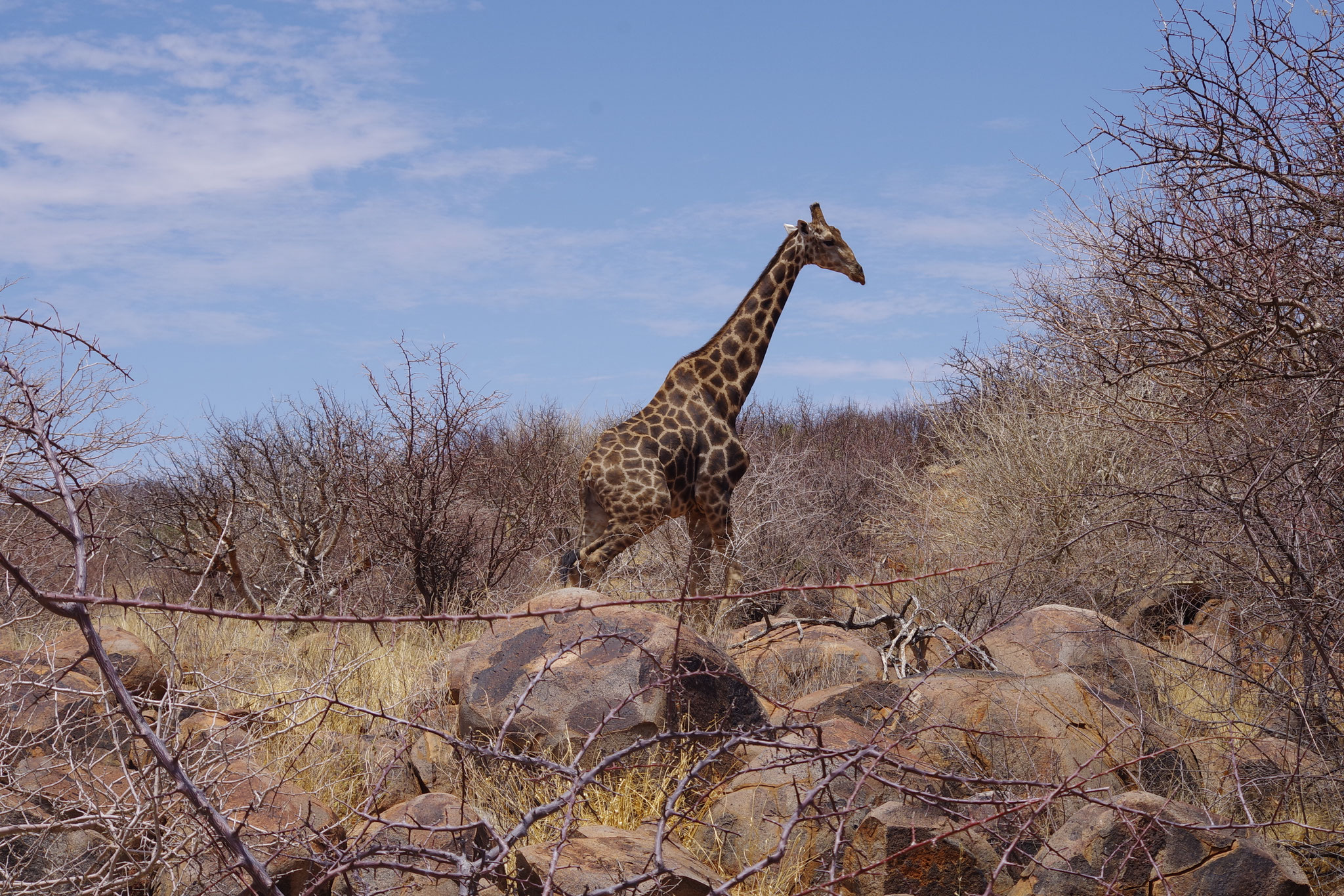 Giraffe,  Erongo Region, Namibia