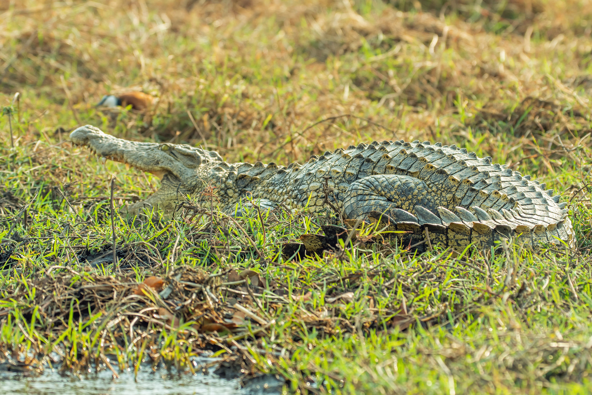 Krokodil im Chobe Nationalpark