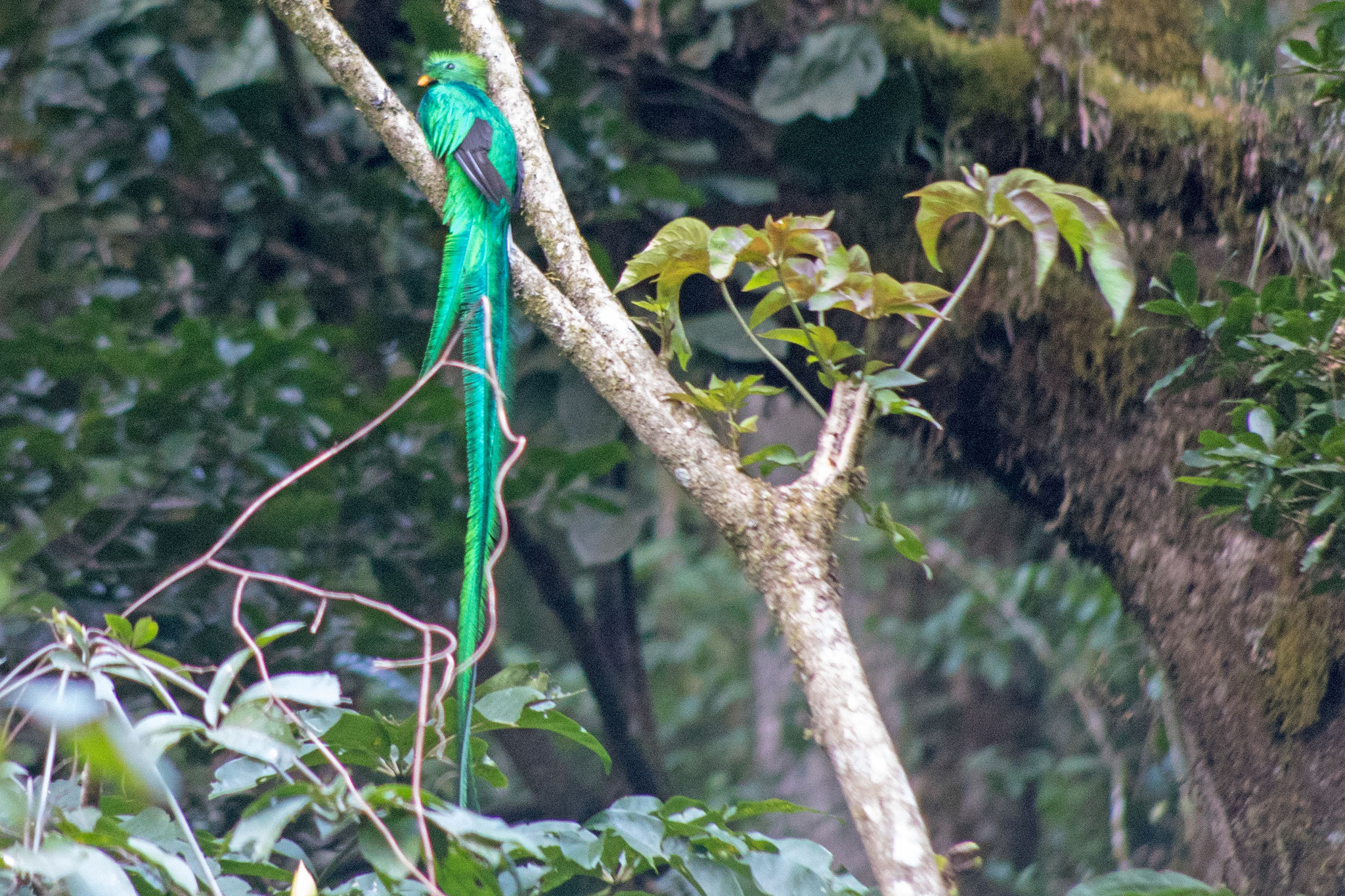 Quetzal