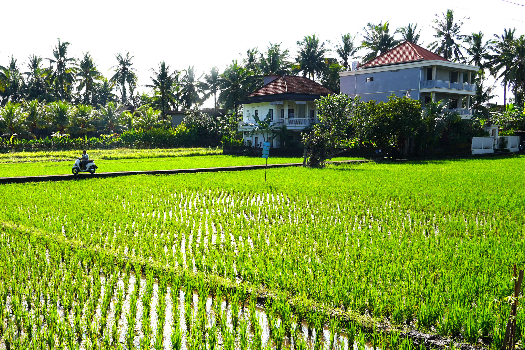 Reisfelder in Ubud, Bali