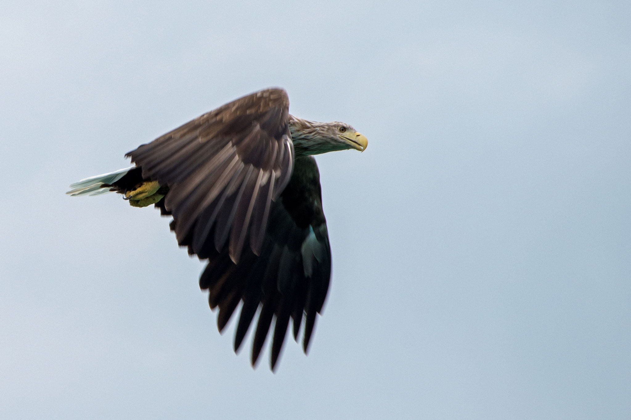 Seeadler