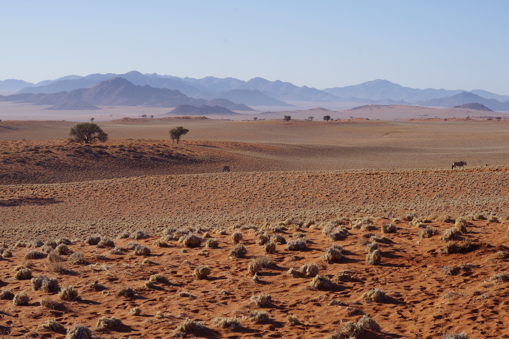 Namib 