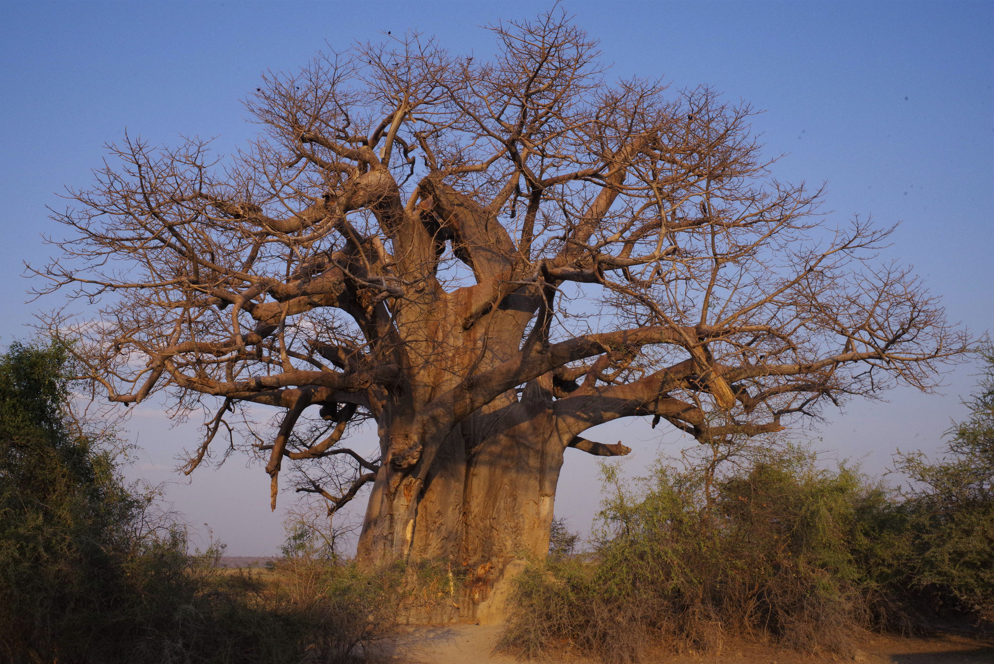 Giant Baobab - Affenbrotbaum