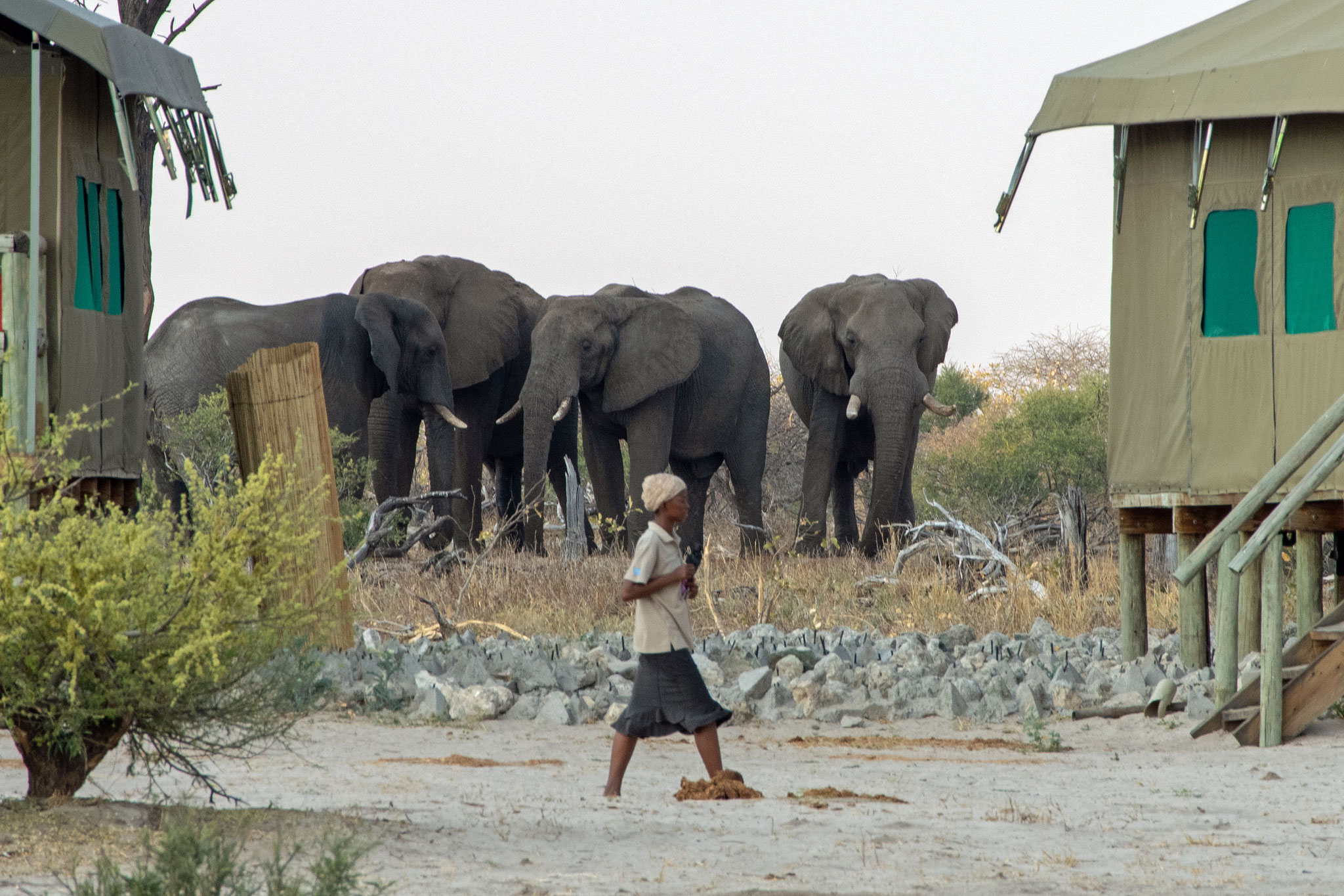 Im Elephant Sands Camp