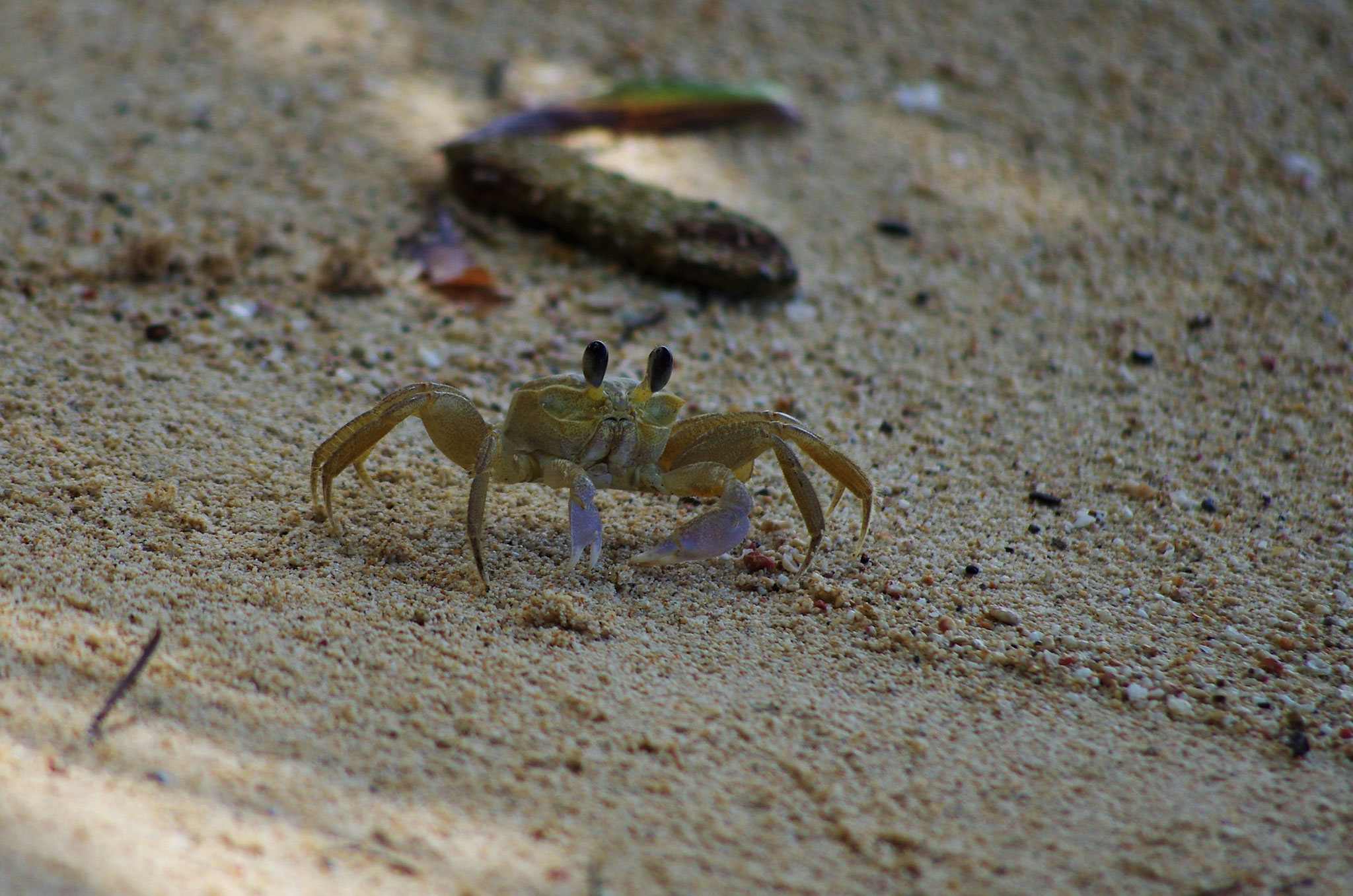 Krebs am Strand