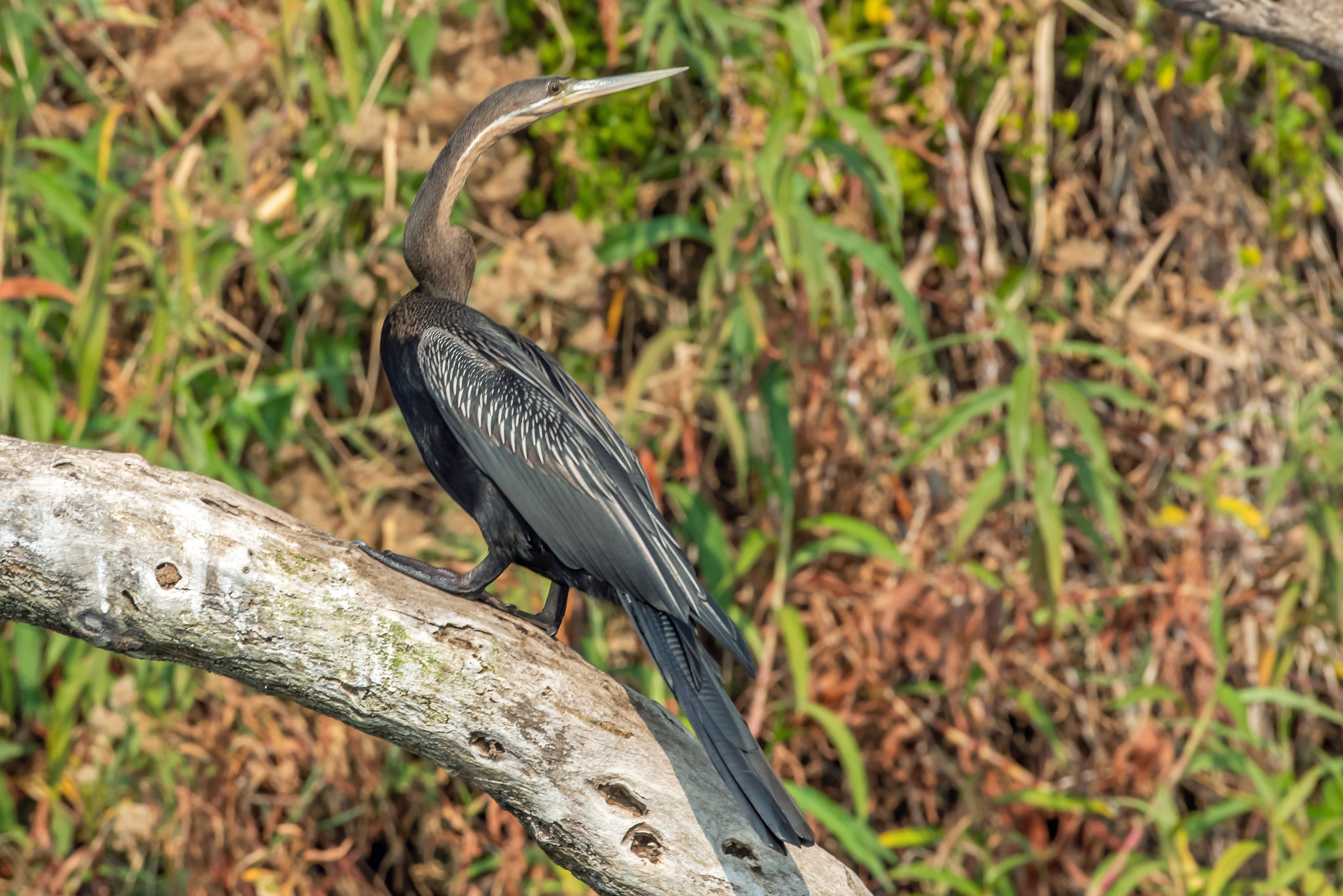 Schlangenhalsvogel